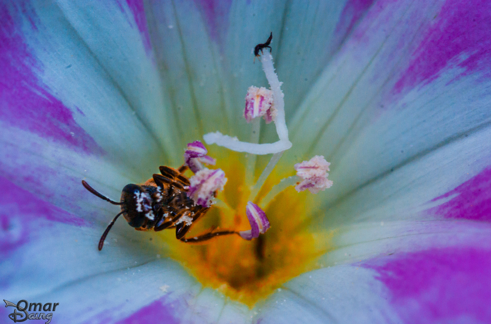 Pentax K10D sample photo. Insects and flowers - Çiçek ve böcek photography