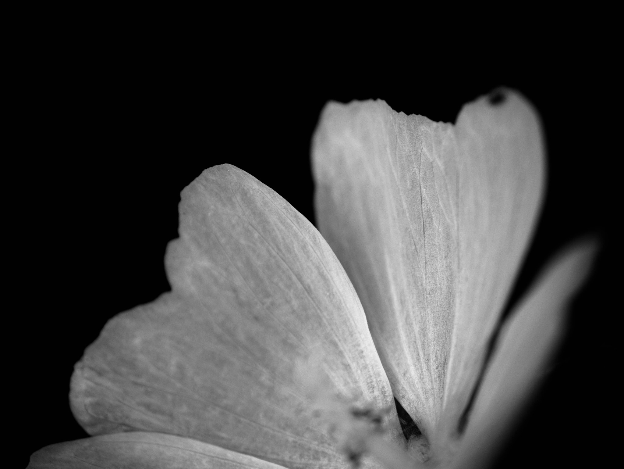 Panasonic Lumix G Vario 45-200mm F4-5.6 OIS sample photo. Broken photography