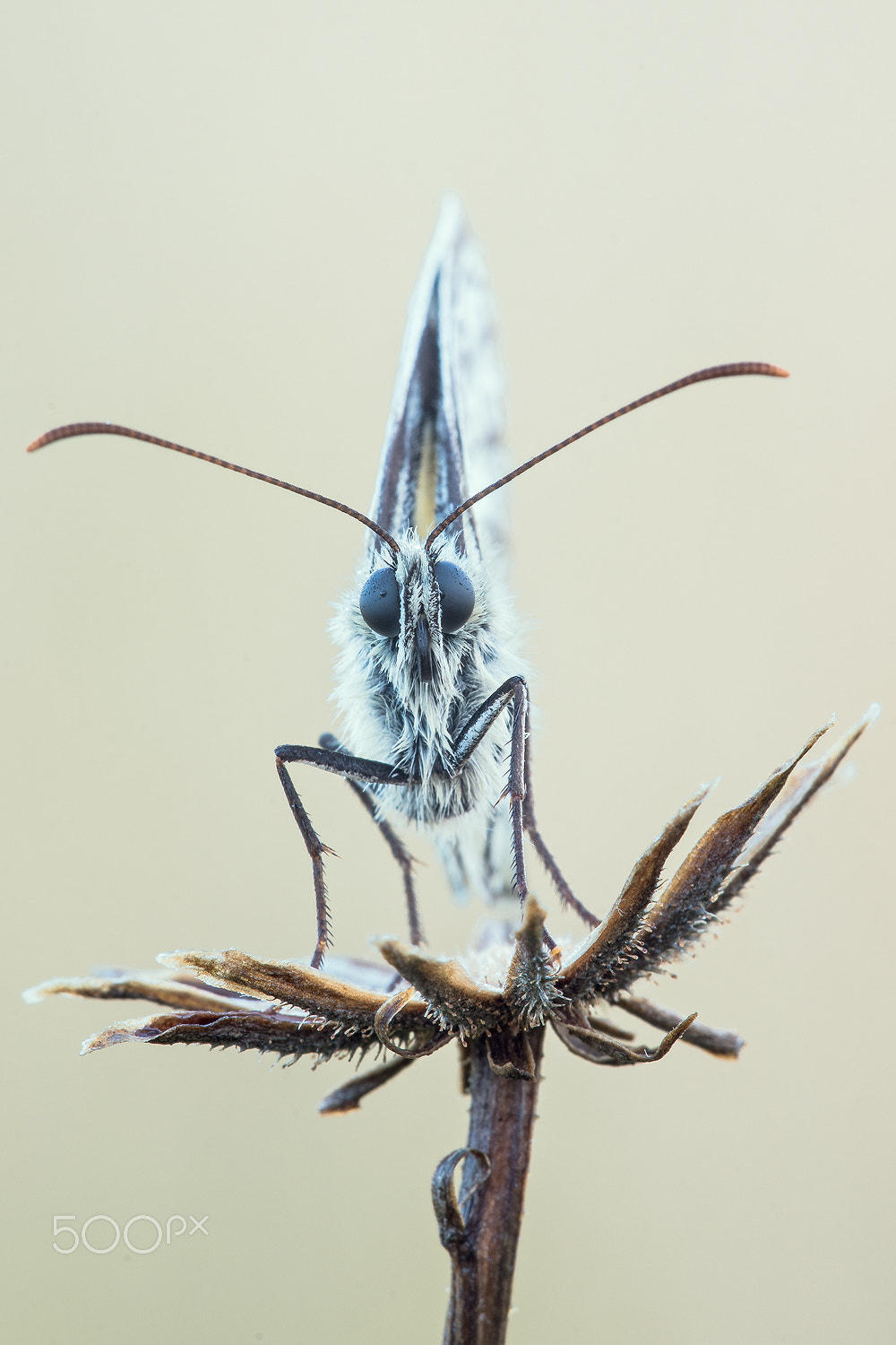 Nikon D500 + Sigma 150mm F2.8 EX DG Macro HSM sample photo. Marbled white (melanargia galathea) photography