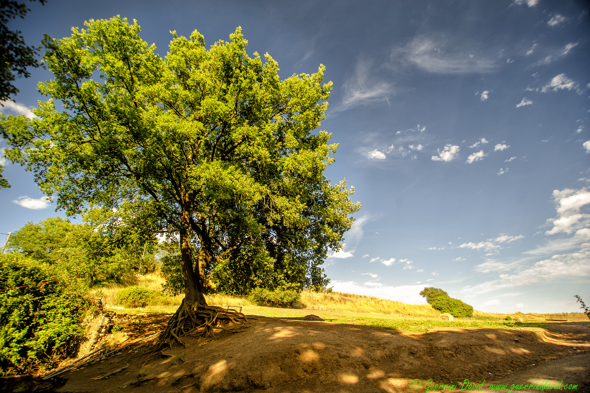 Nikon D700 + Sigma 17-35mm F2.8-4 EX Aspherical sample photo. L'albero photography