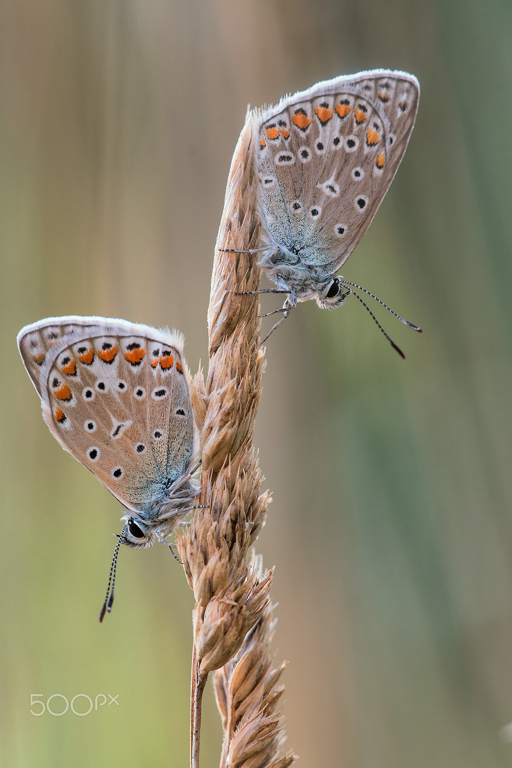 Sigma 150mm F2.8 EX DG Macro HSM sample photo. Common blue (double) photography