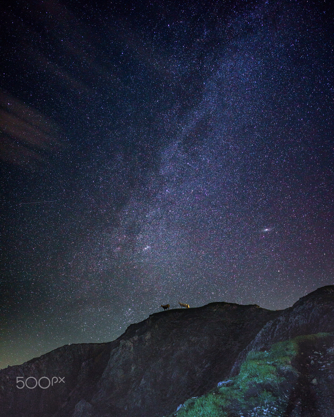 Sony a7R + E 21mm F2.8 sample photo. Sheep under the milkyway photography