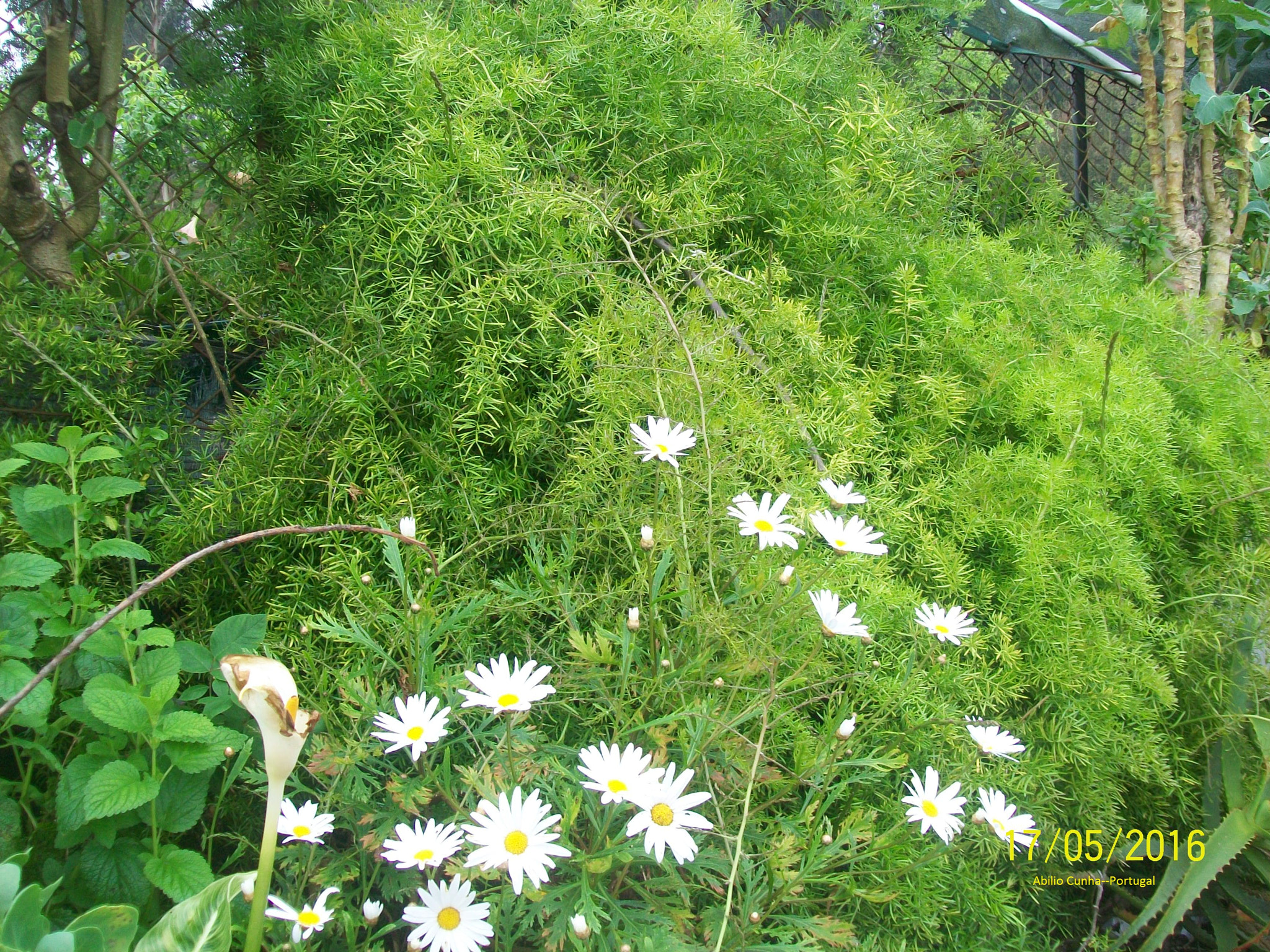 Kodak EasyShare C913 sample photo. Flores de jardim em oporto portugal photography