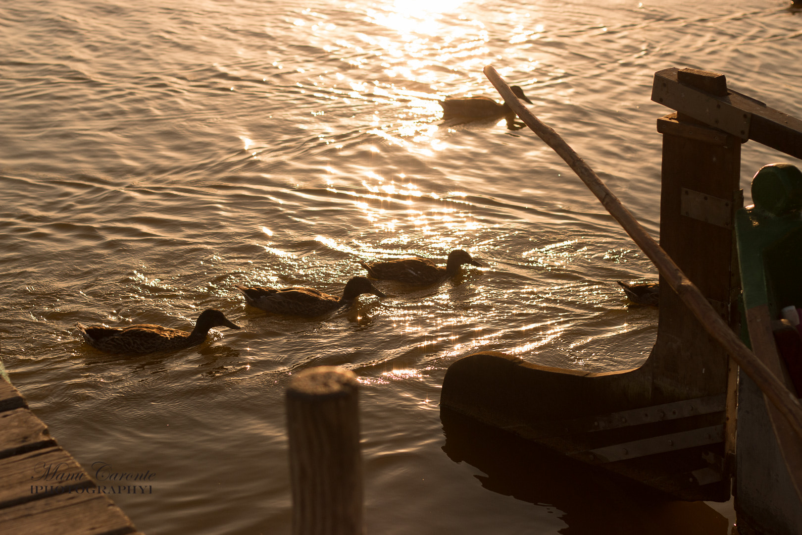 Canon EOS 70D + Canon EF 50mm F1.8 II sample photo. ©manu caronte photography photography