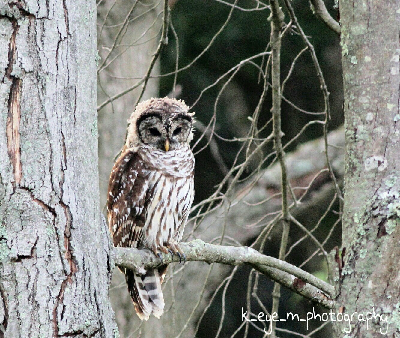 Canon EOS 1200D (EOS Rebel T5 / EOS Kiss X70 / EOS Hi) + Canon EF 400mm F5.6L USM sample photo. Juvenile barred owl  photography