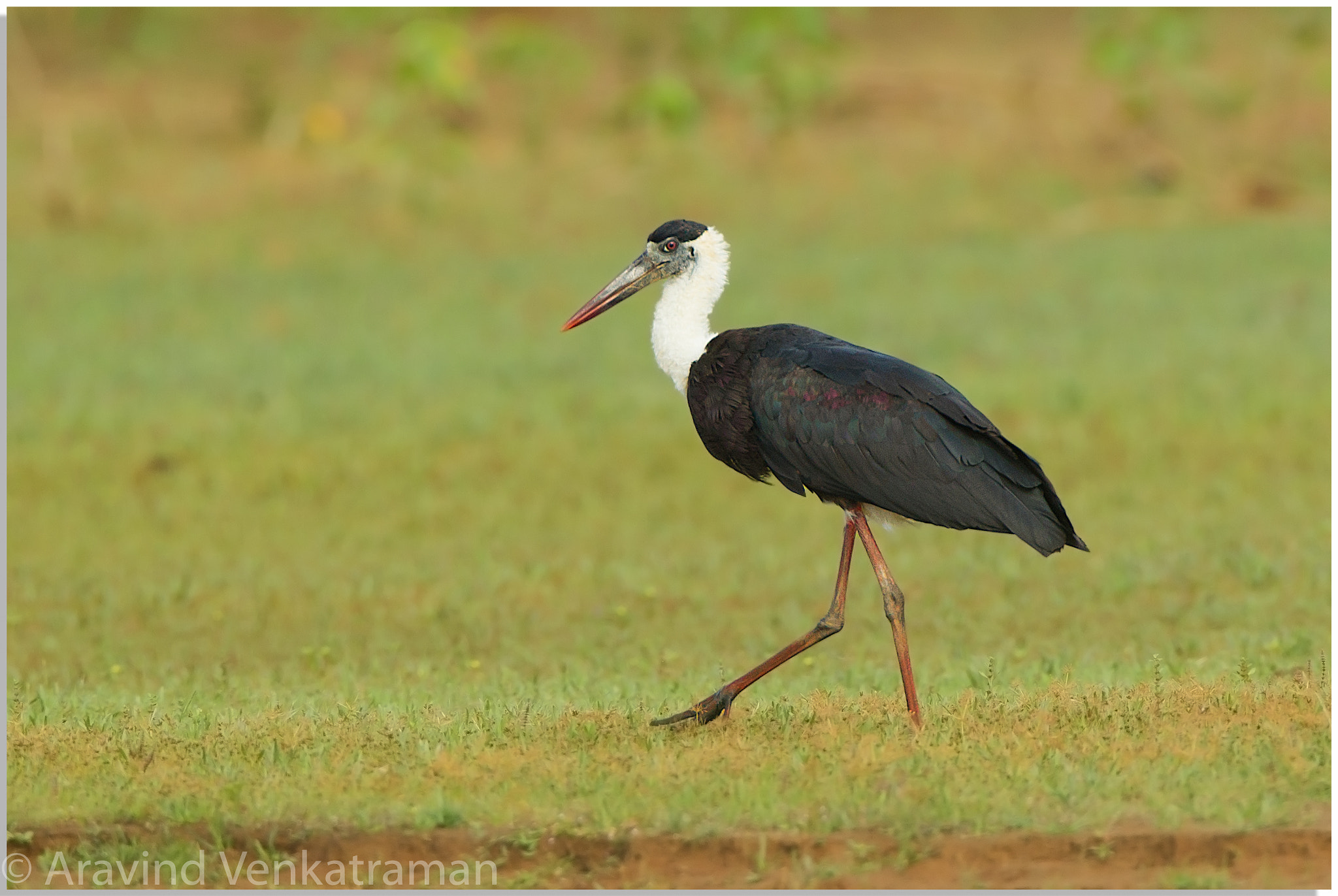 Canon EF 500mm F4L IS USM sample photo. Woolly necked stork photography
