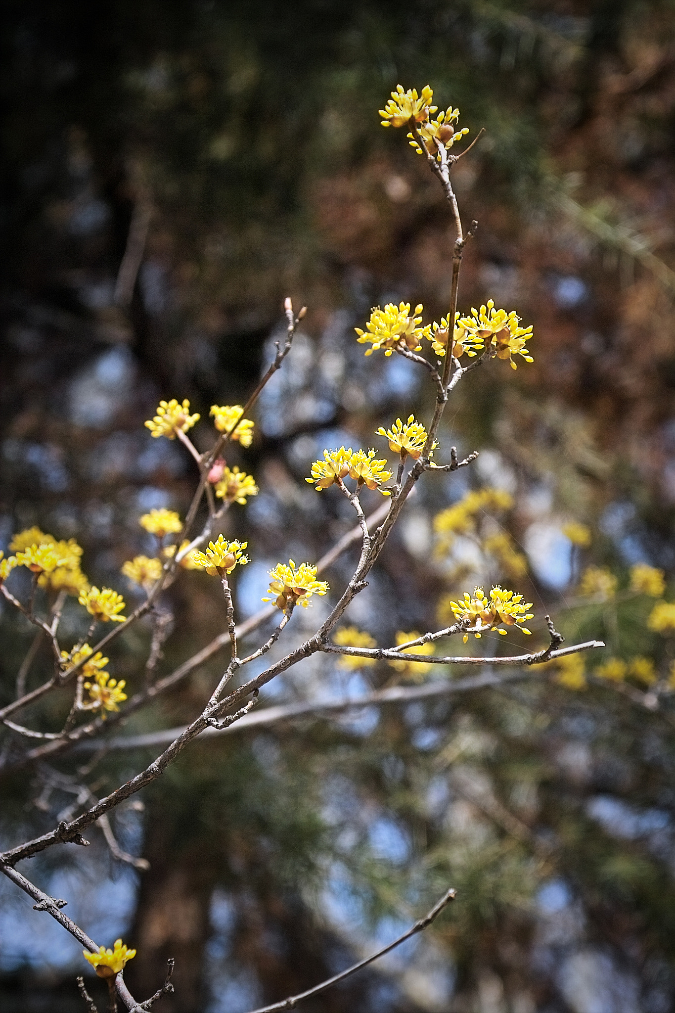 Sigma SD10 sample photo. Korean cornel dogwood photography