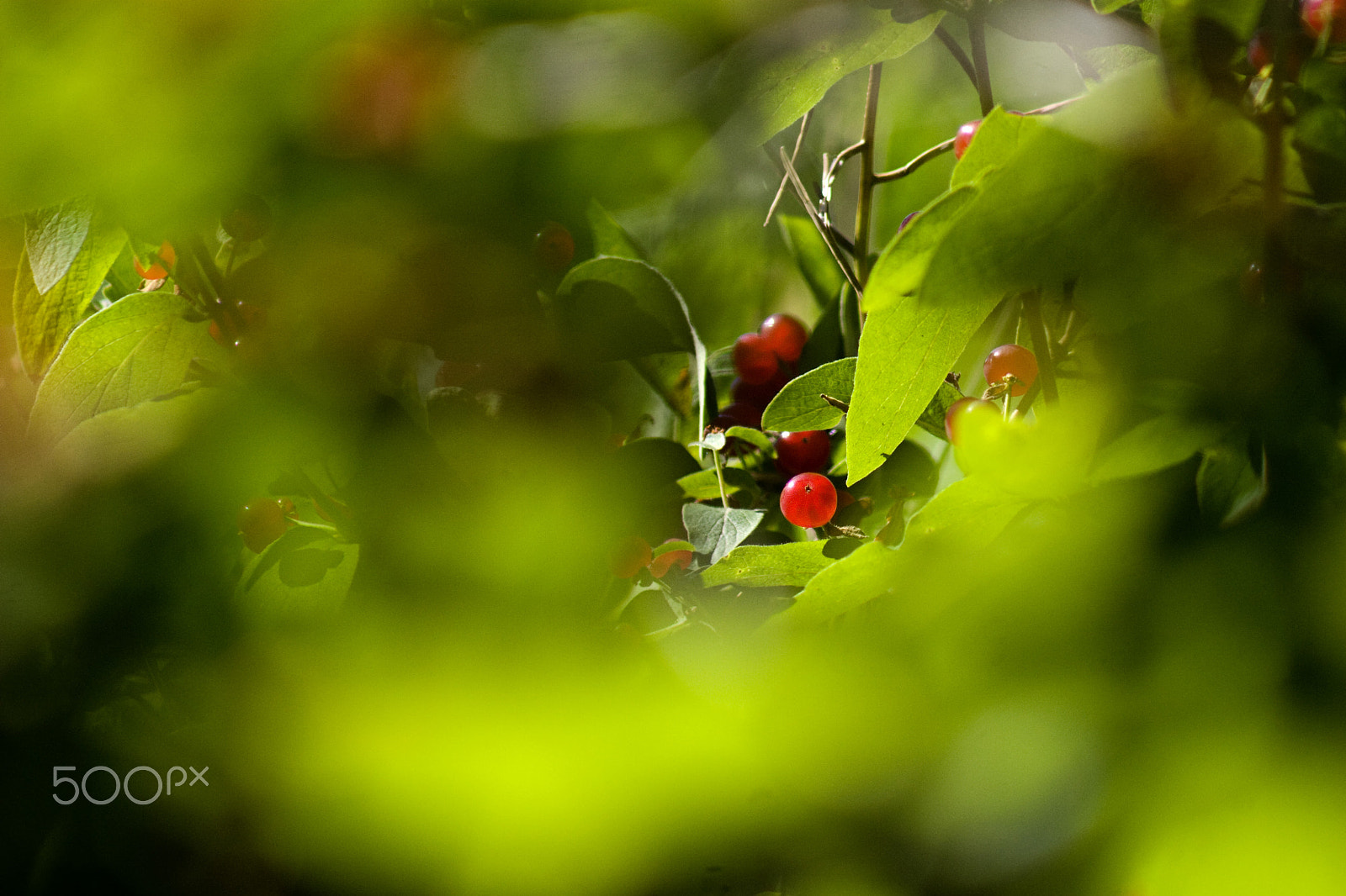 Canon EF 75-300mm f/4-5.6 USM sample photo. Berry behind photography