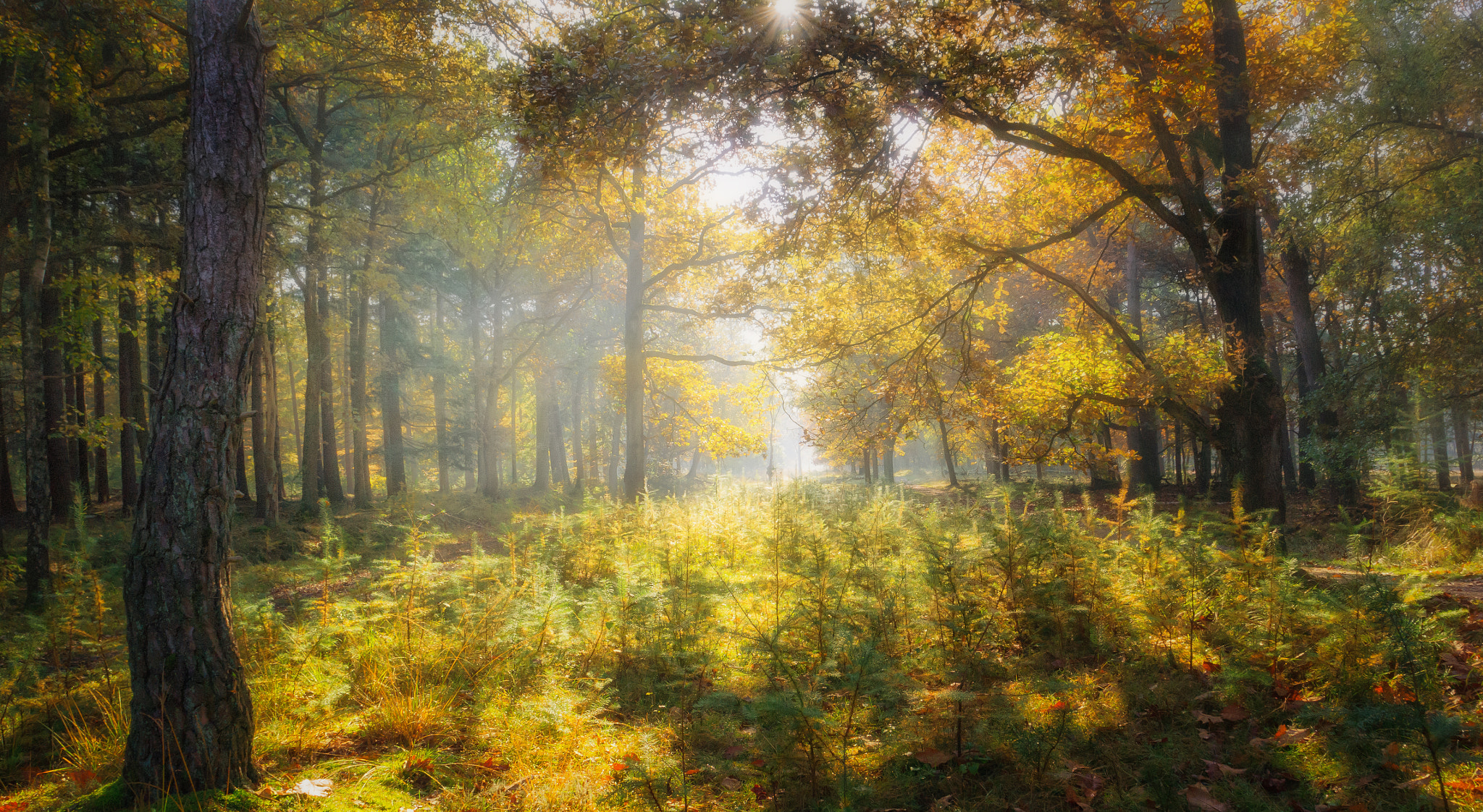 Samsung NX11 sample photo. Early light and haze photography