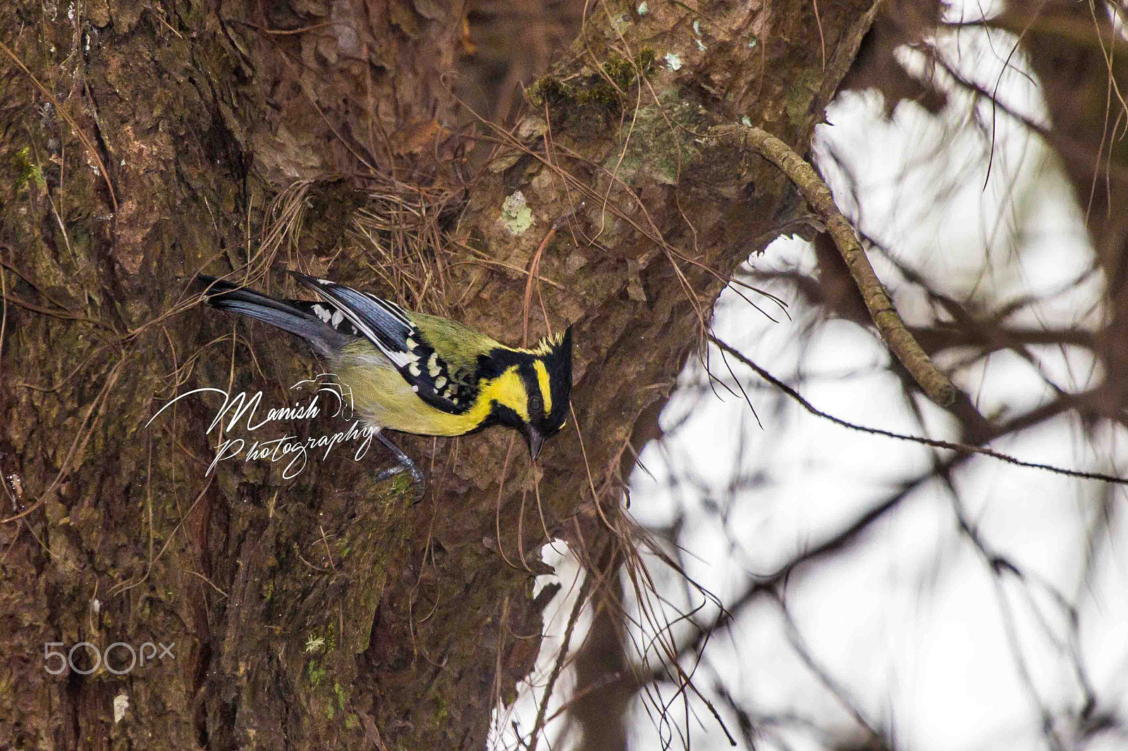 Canon EOS 600D (Rebel EOS T3i / EOS Kiss X5) + Canon EF 100-400mm F4.5-5.6L IS USM sample photo. Black-lored tit photography