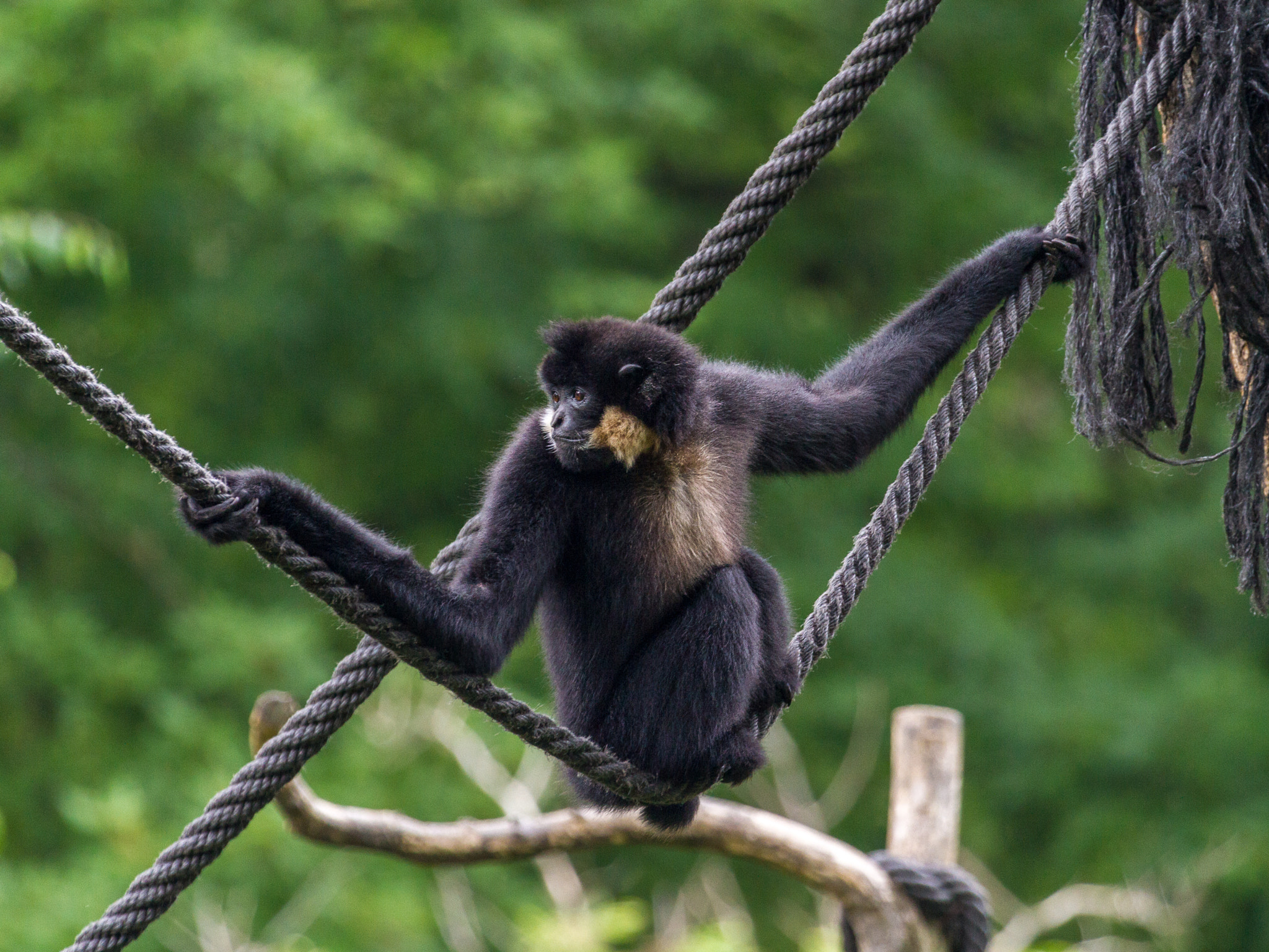 Canon EF 100-400mm F4.5-5.6L IS USM sample photo. Gibbon photography