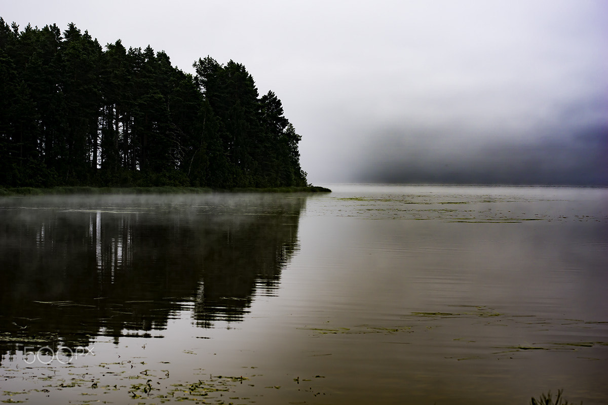 Sony ILCA-77M2 + 70-200mm F2.8 sample photo. The morning fog photography