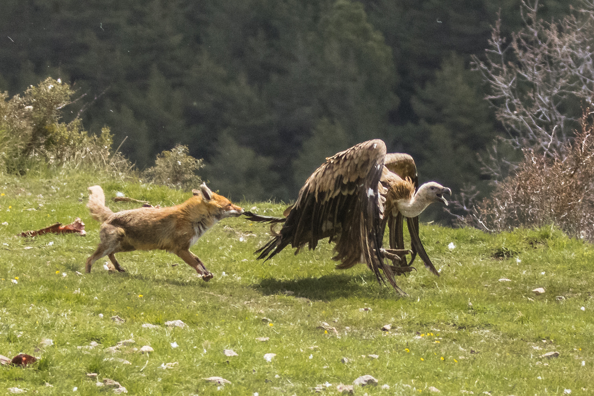 Canon EF 70-200mm F2.8L IS II USM sample photo. Buseu, pirineos. photography