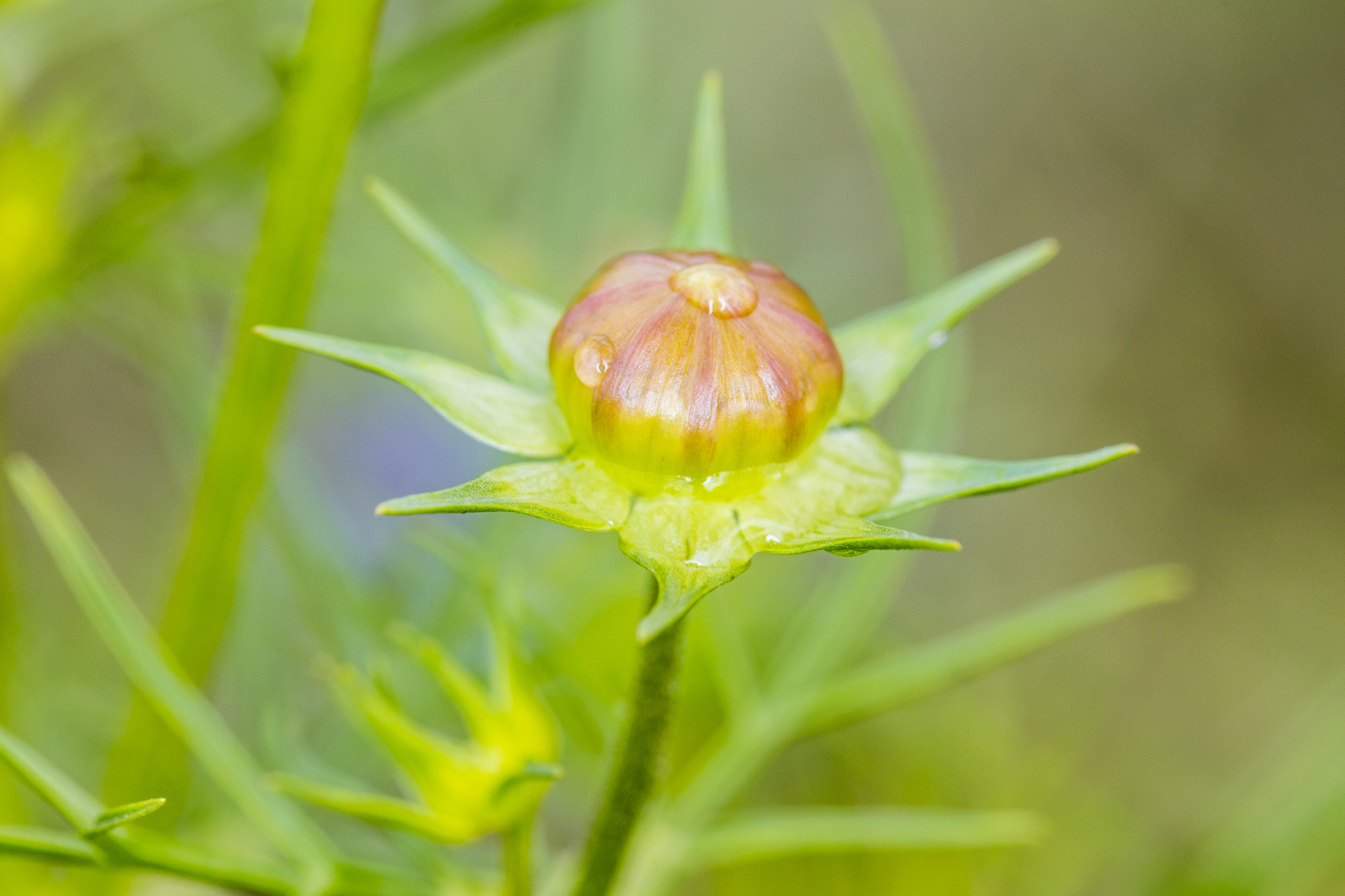 Canon EOS 5DS + Canon EF 100mm F2.8L Macro IS USM sample photo. Unknon flower photography