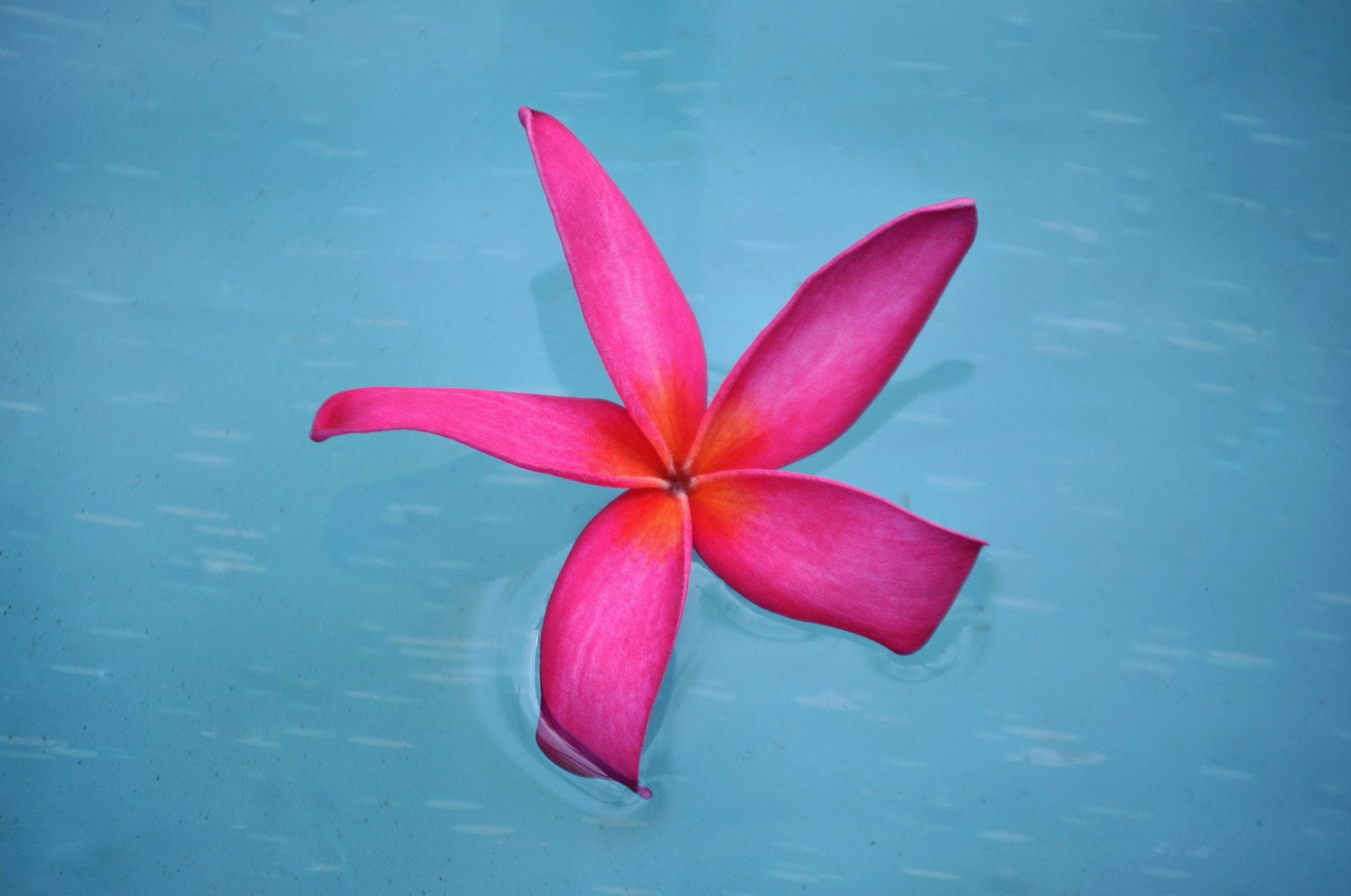 Nikon D5000 sample photo. Frangipani  photography