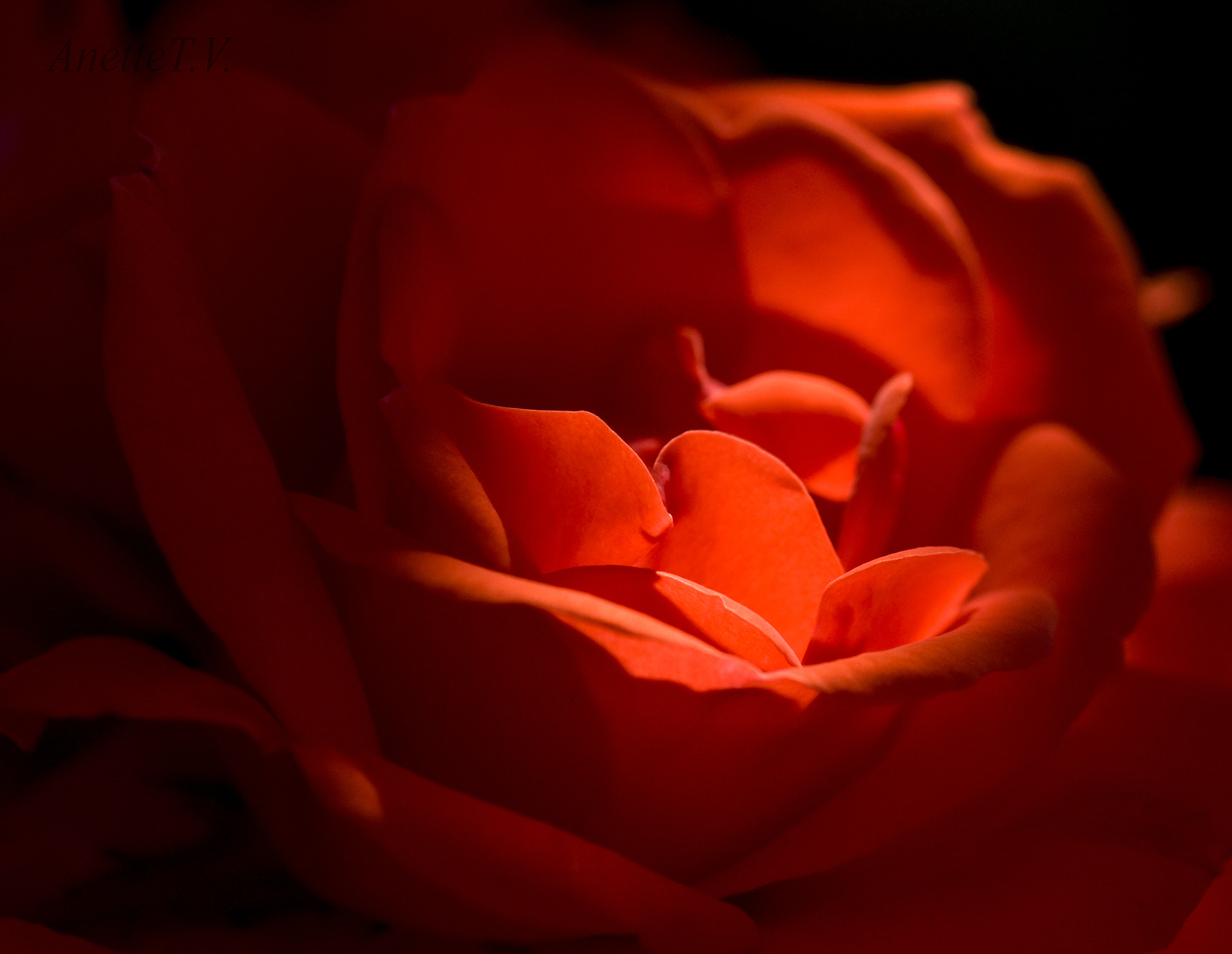 Nikon AF-S Micro-Nikkor 105mm F2.8G IF-ED VR sample photo. Morning light .. photography