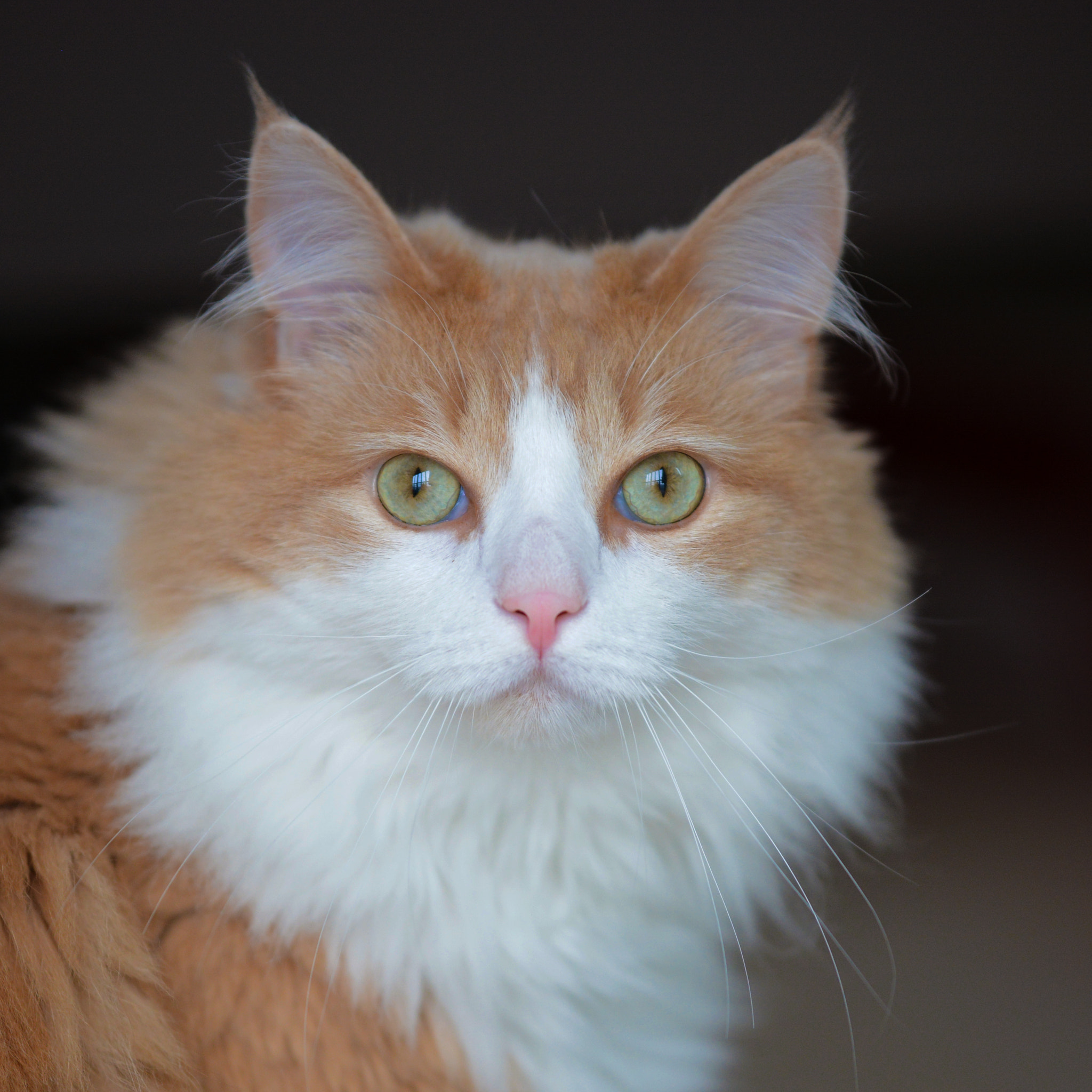 Nikon D7100 + Sigma 50-100mm F1.8 DC HSM Art sample photo. Pat #2 photography