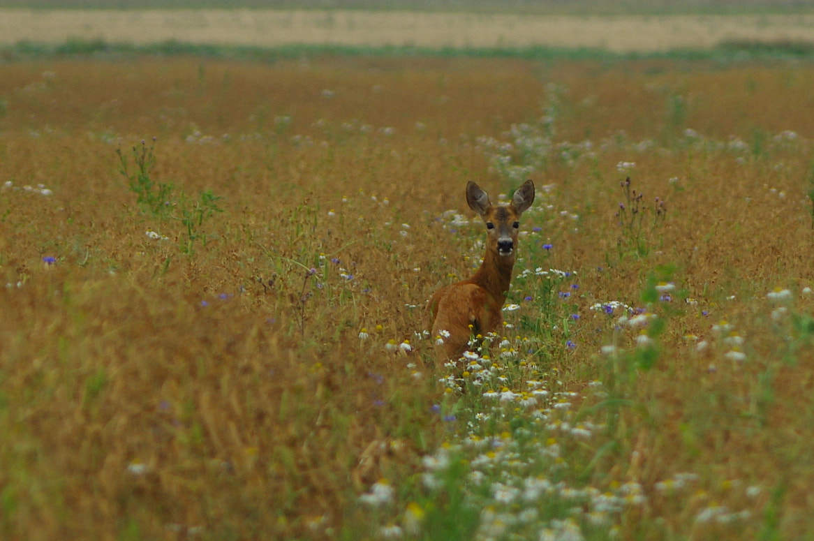 Pentax K-3 + Pentax smc DA 55-300mm F4.0-5.8 ED sample photo. Roe between the rings photography