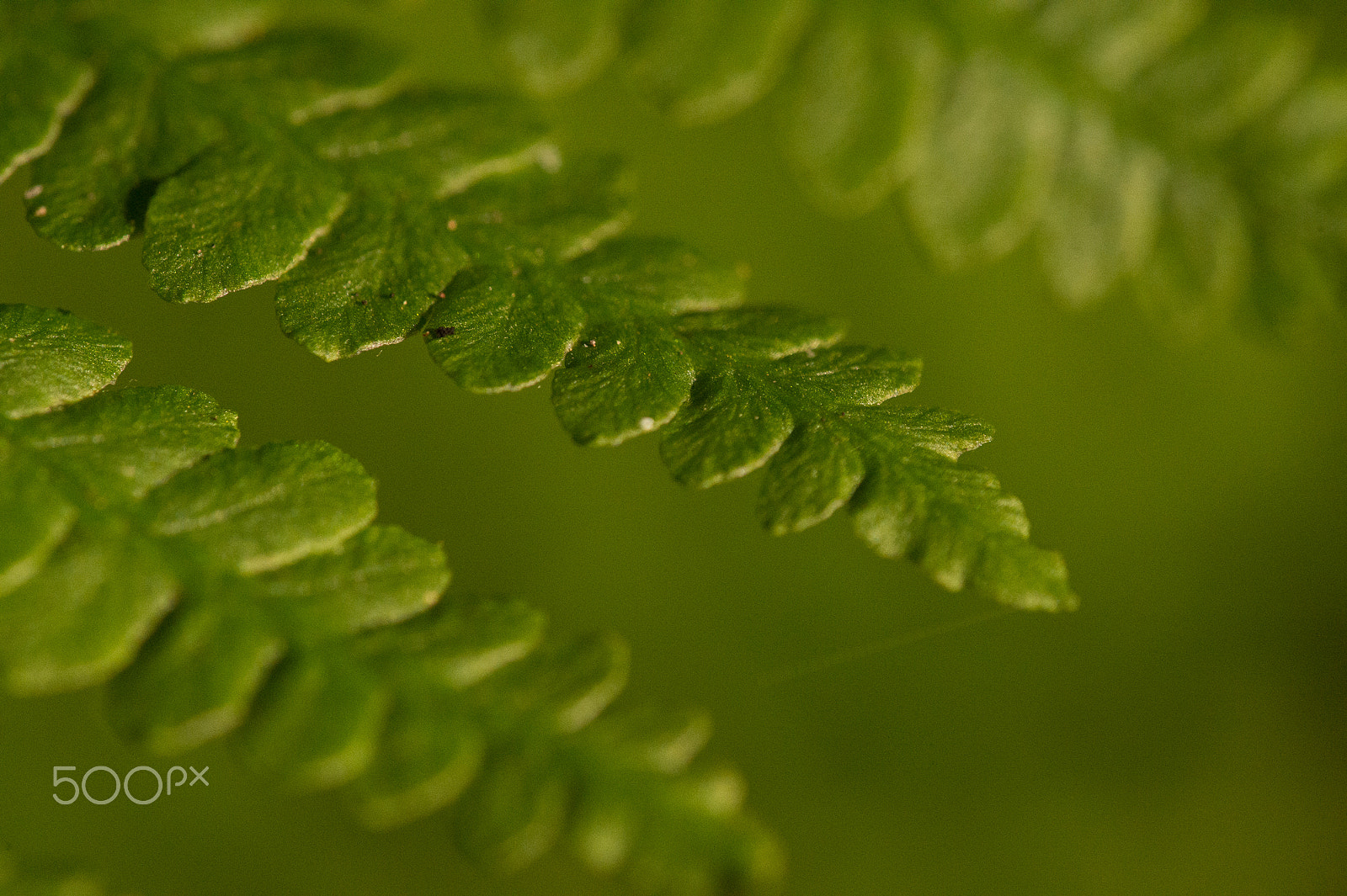 Nikon D4S + Nikon AF Micro-Nikkor 200mm F4D ED-IF sample photo. Fern.jpg photography