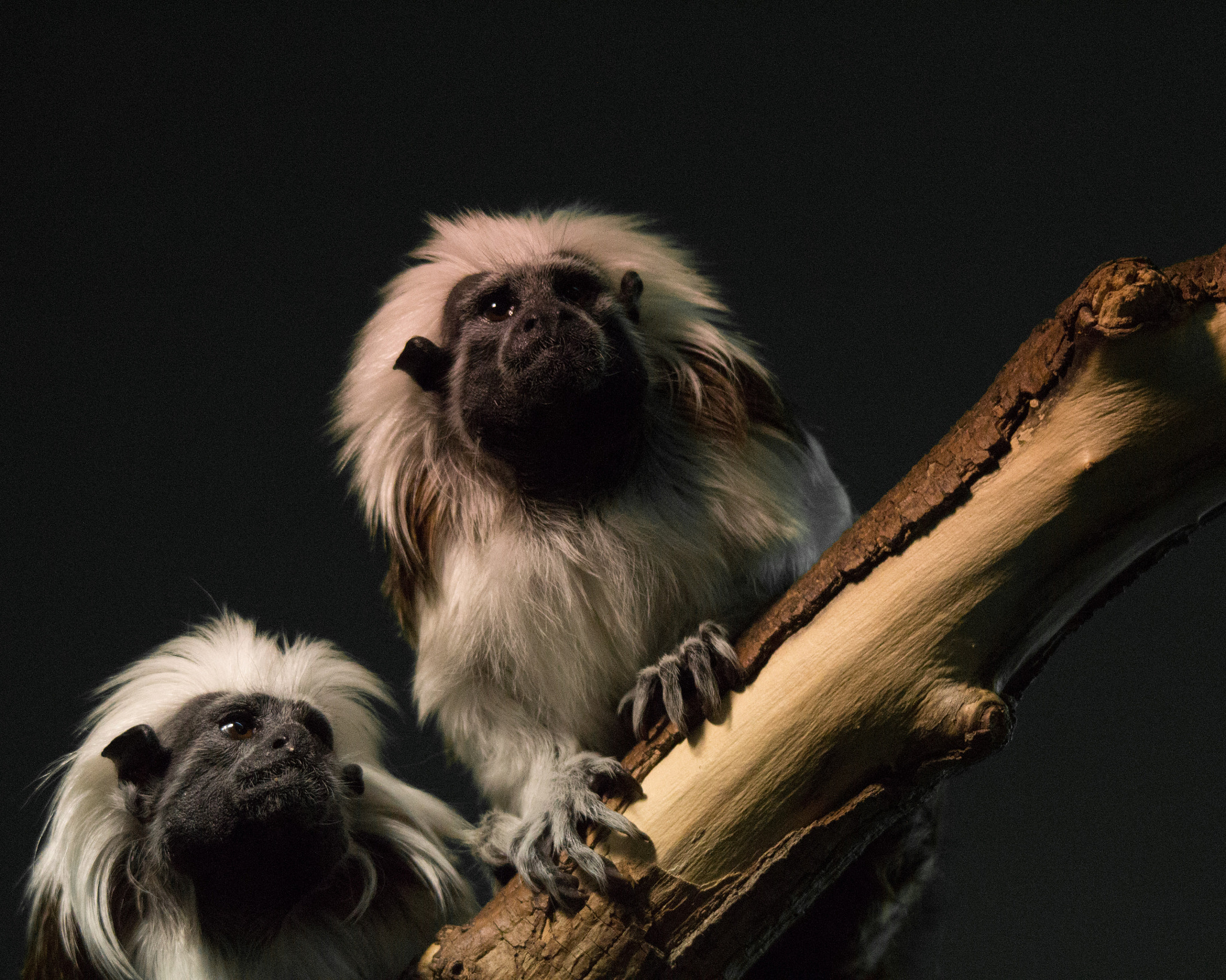 Sigma 150-500mm F5-6.3 DG OS HSM sample photo. Cotton-top tamarin photography