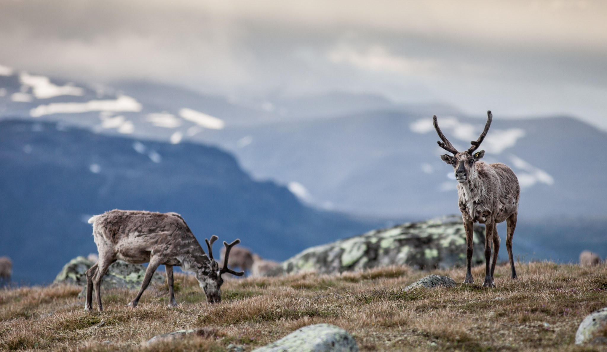 Canon EF 300mm F4L IS USM sample photo. Reindeer photography
