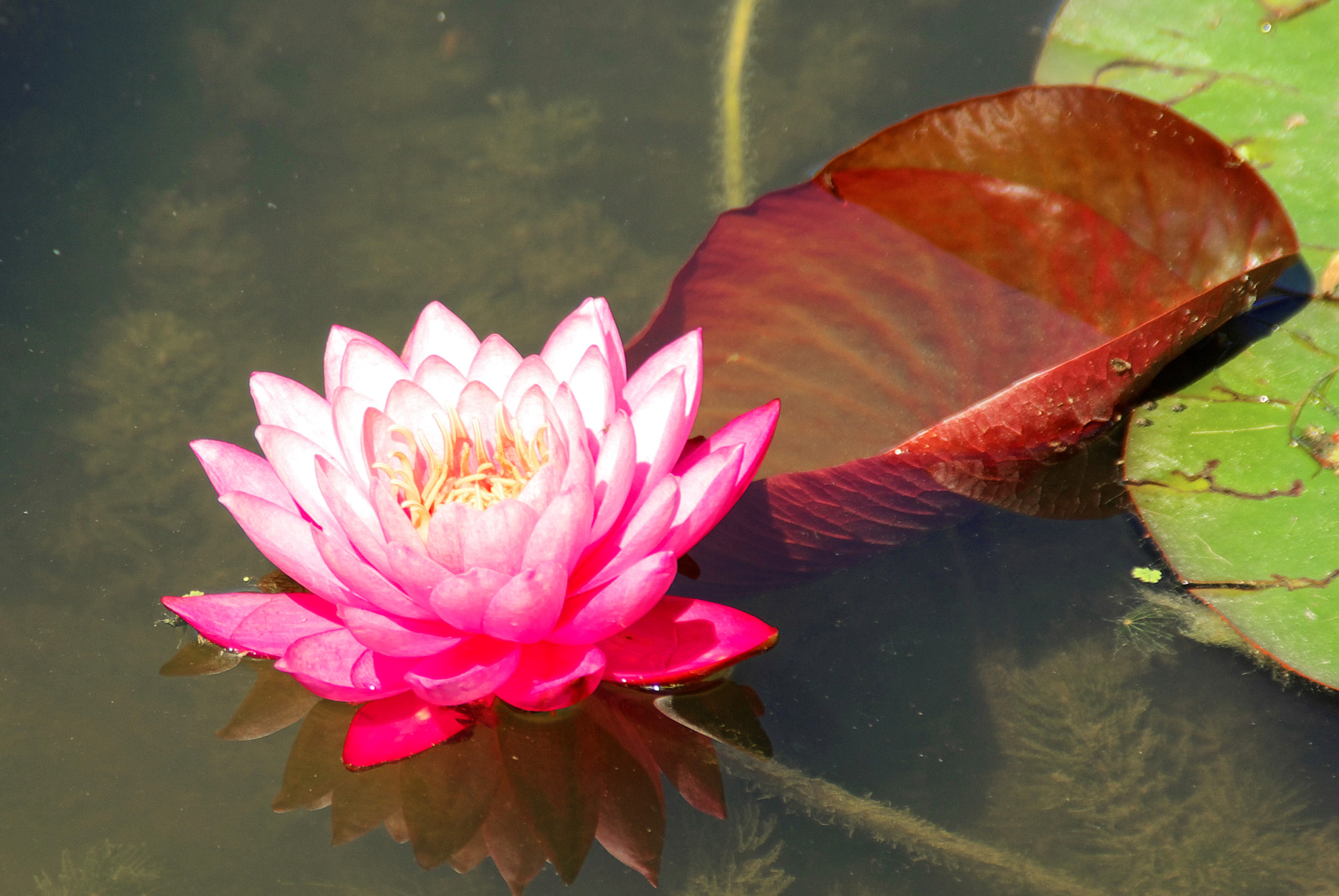 Pentax K10D sample photo. Water lilly photography