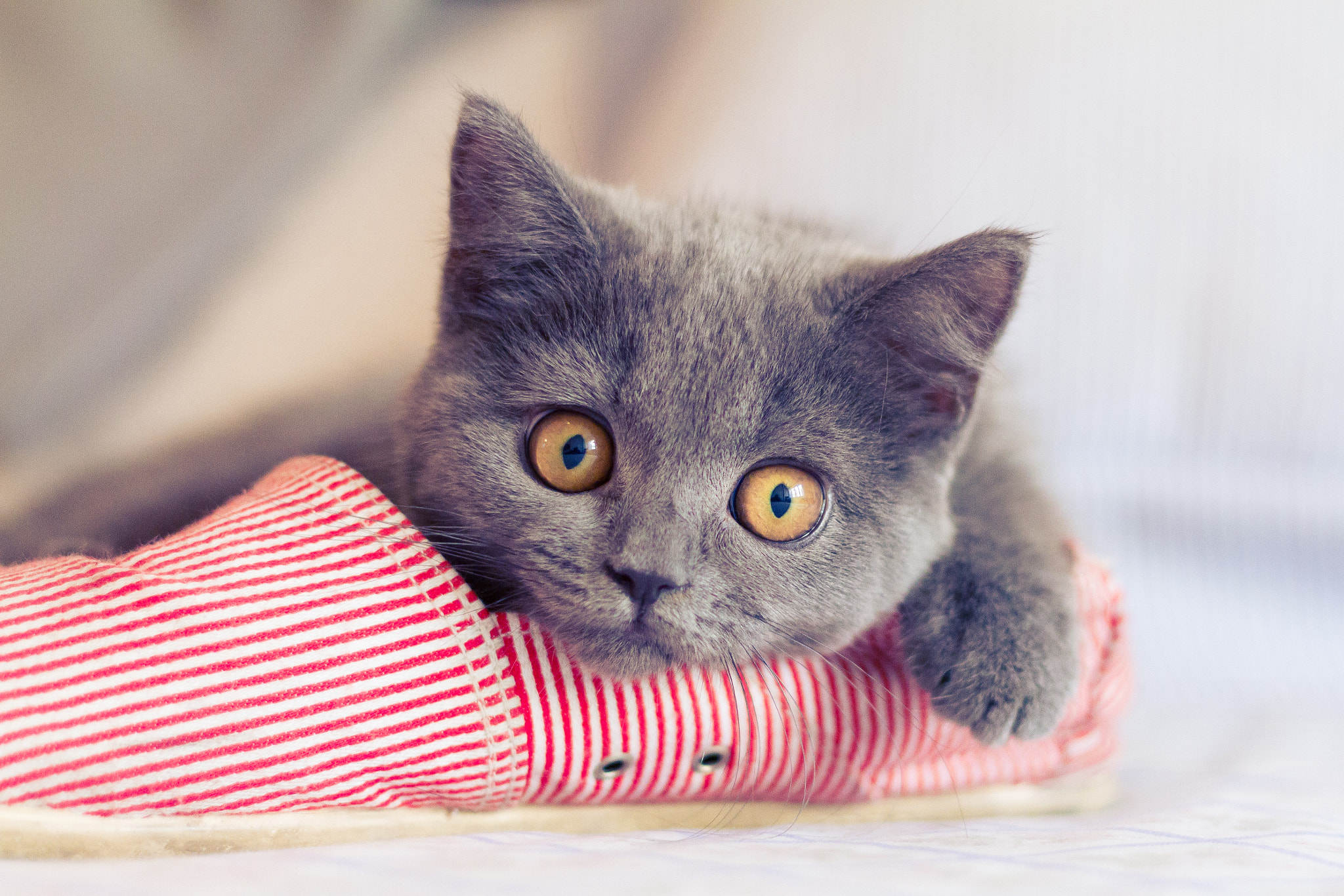 Canon EOS 7D + Canon EF 50mm F1.8 II sample photo. A cat name stark photography