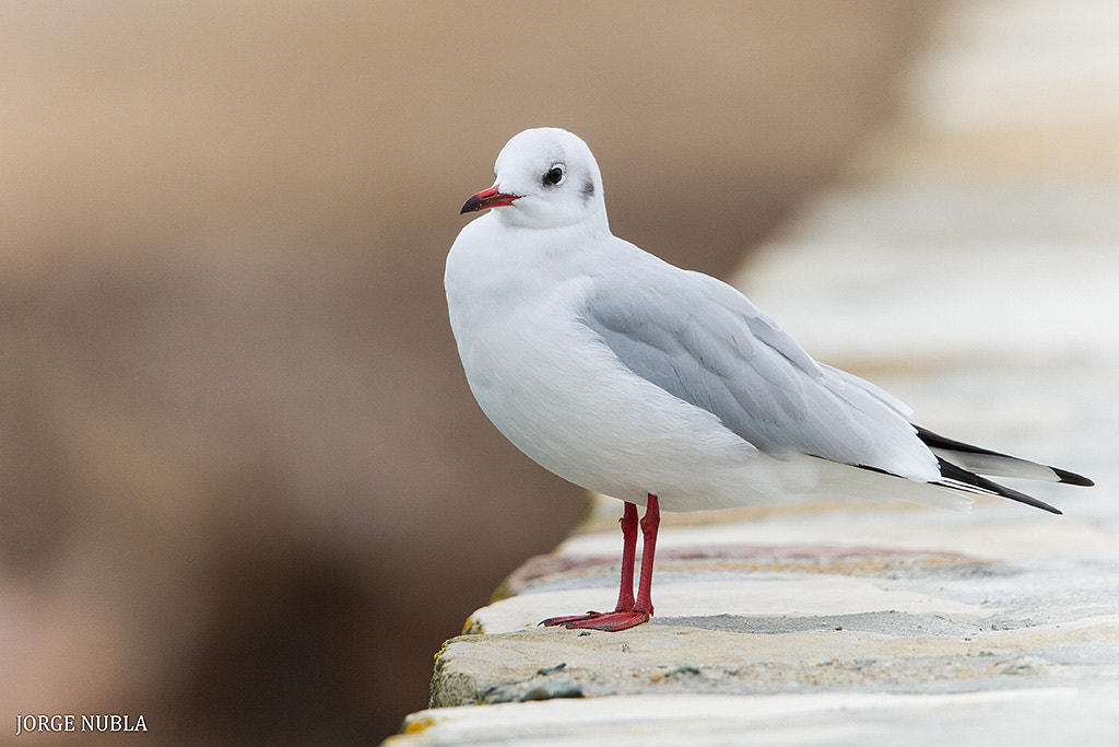 Canon EF 500mm F4L IS II USM sample photo. Gaviota reidora (chroicocephalus ridibundus). photography