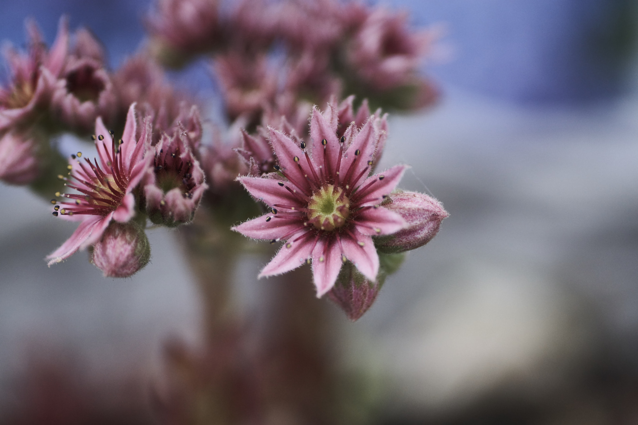 MACRO 50mm F2.8 sample photo