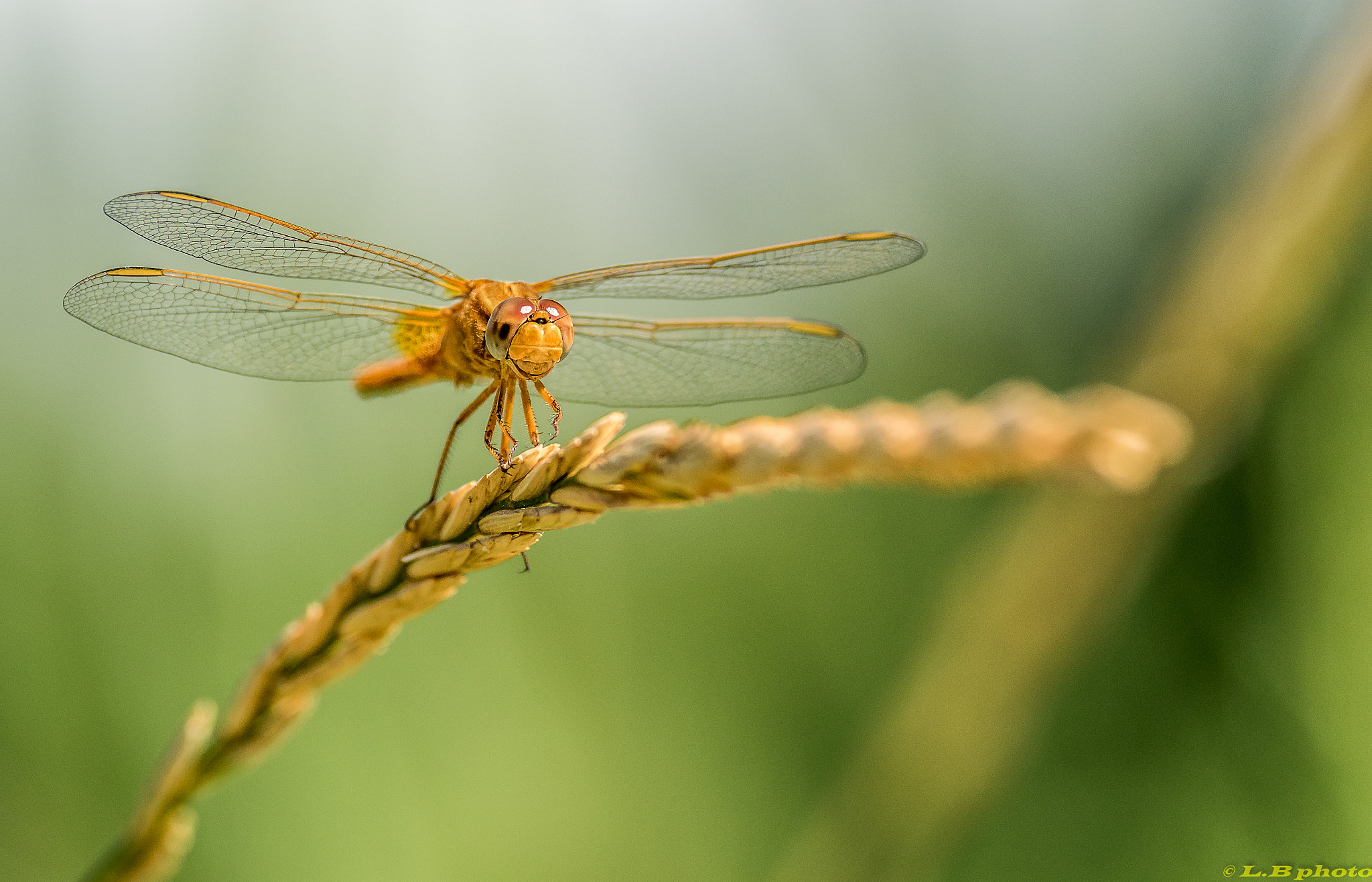 Pentax smc DA* 300mm F4.0 ED (IF) SDM sample photo. Libellule jaune photography