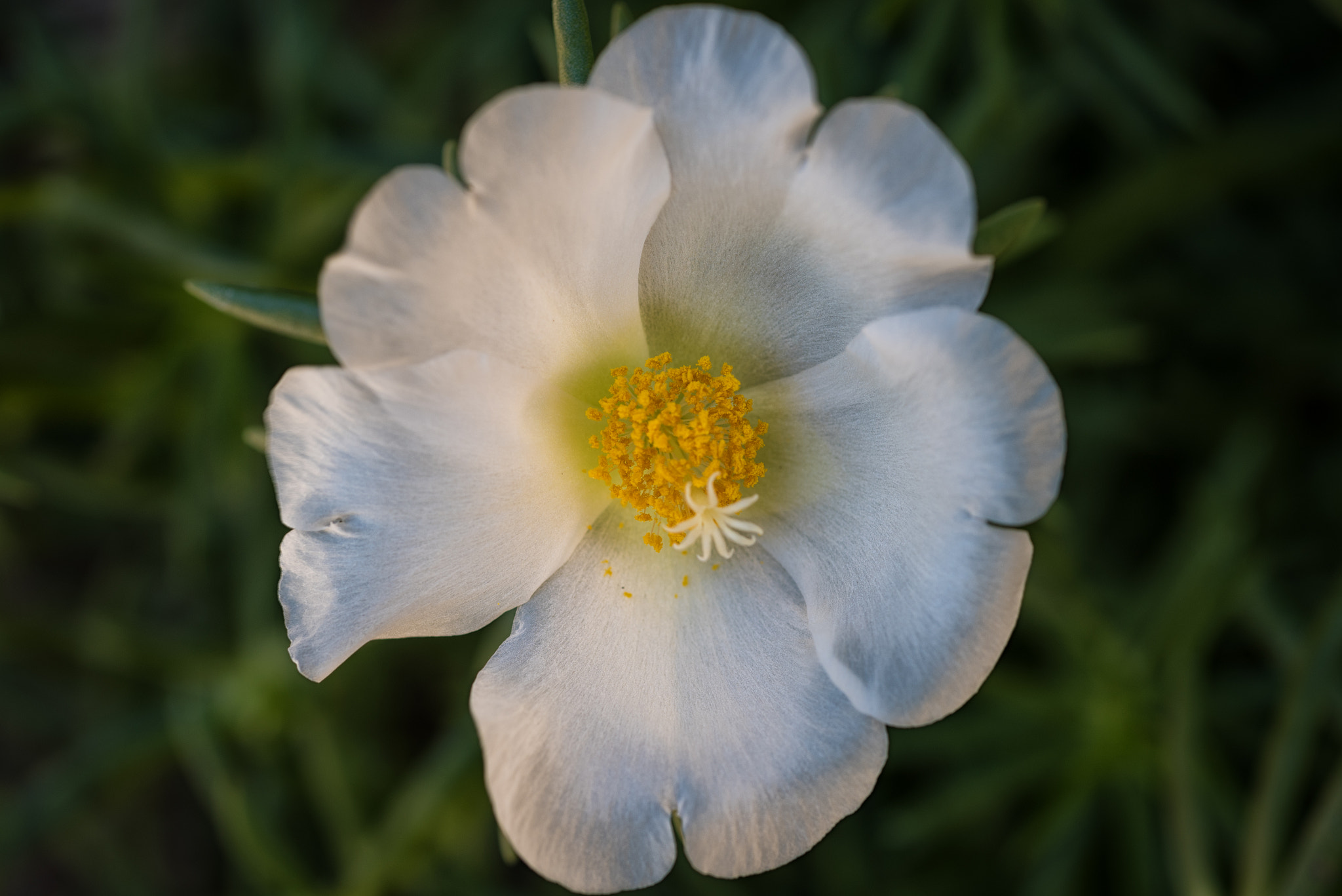Nikon AF Micro-Nikkor 60mm F2.8D sample photo. Backyard flower photography