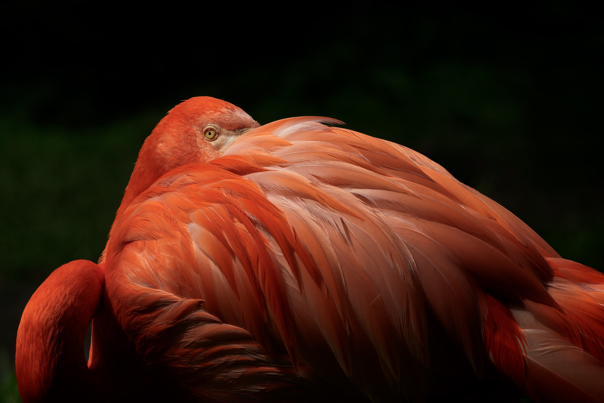 Pentax smc DA* 60-250mm F4.0 ED (IF) SDM sample photo. Flamingo photography