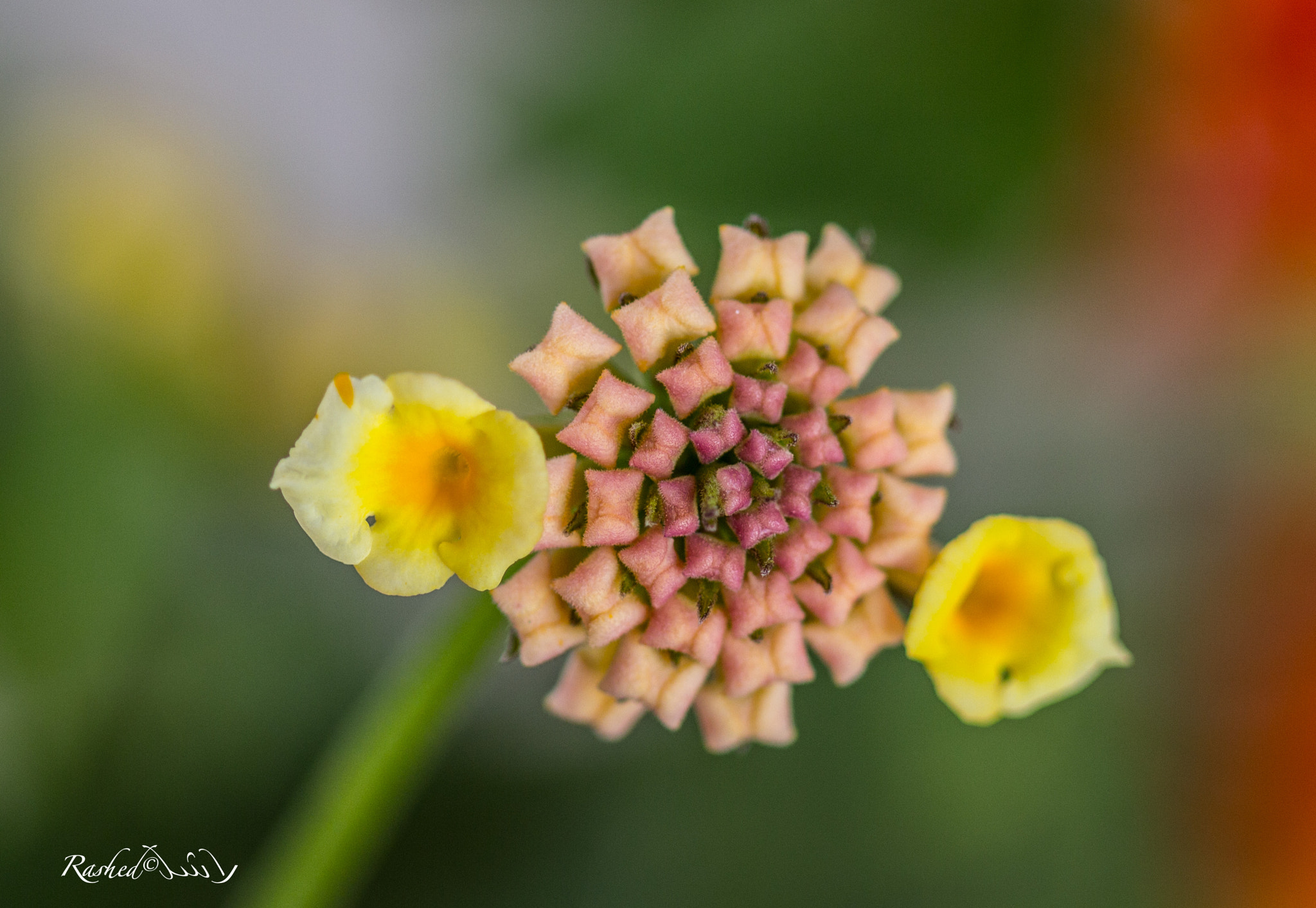 Canon EF 100mm F2.8 Macro USM sample photo. Flowers photography
