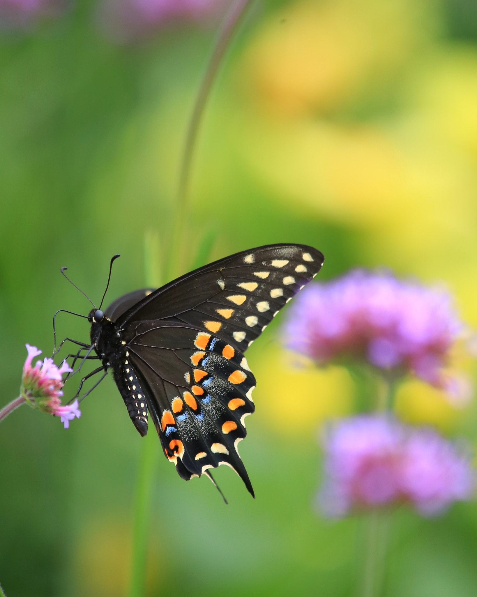 Canon EF 70-300mm F4-5.6 IS USM sample photo