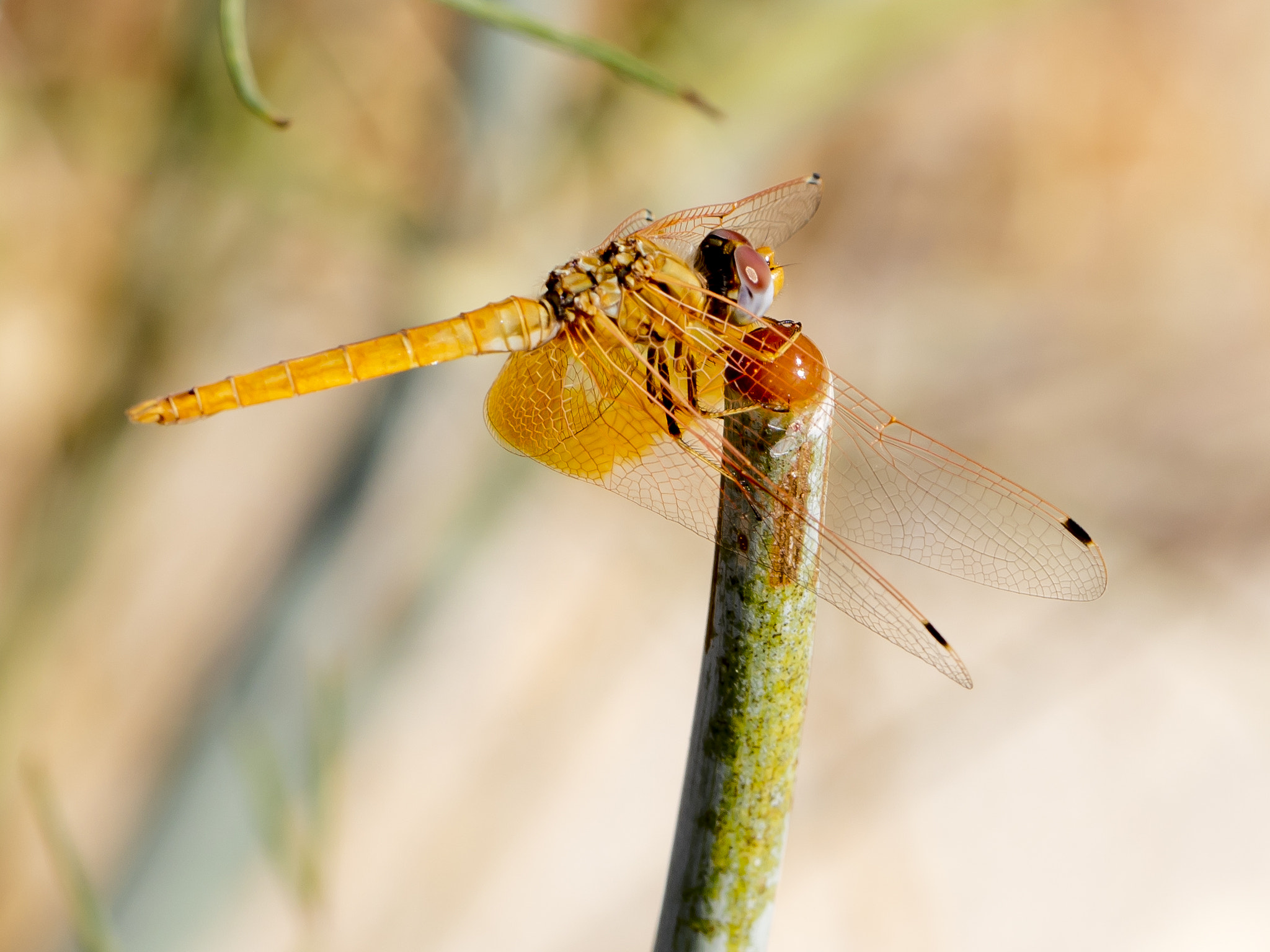 Canon EOS 5DS + Canon EF 100mm F2.8L Macro IS USM sample photo. Yellow winged darter sympetrum flaveolum photography