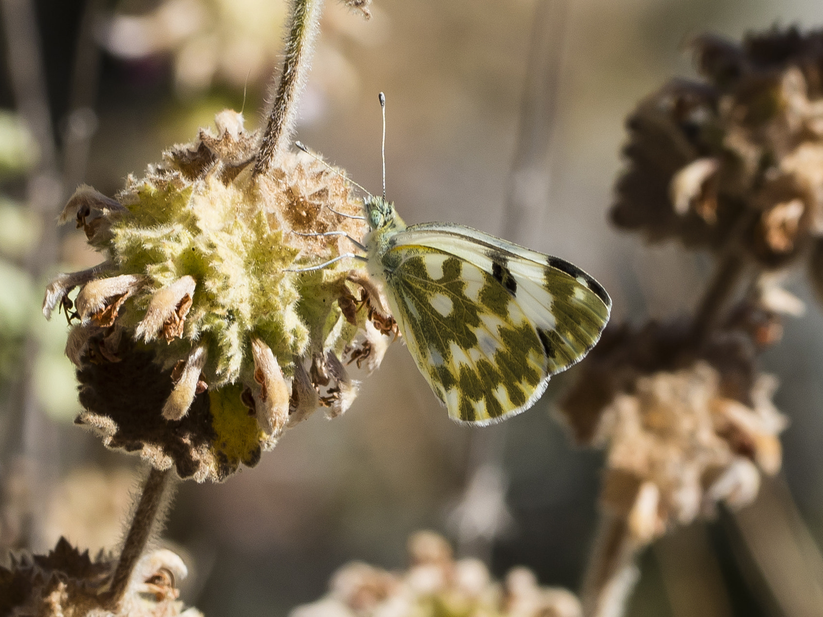 Canon EOS 5DS + Canon EF 100mm F2.8L Macro IS USM sample photo. Bath white pontia daplidice moorei photography