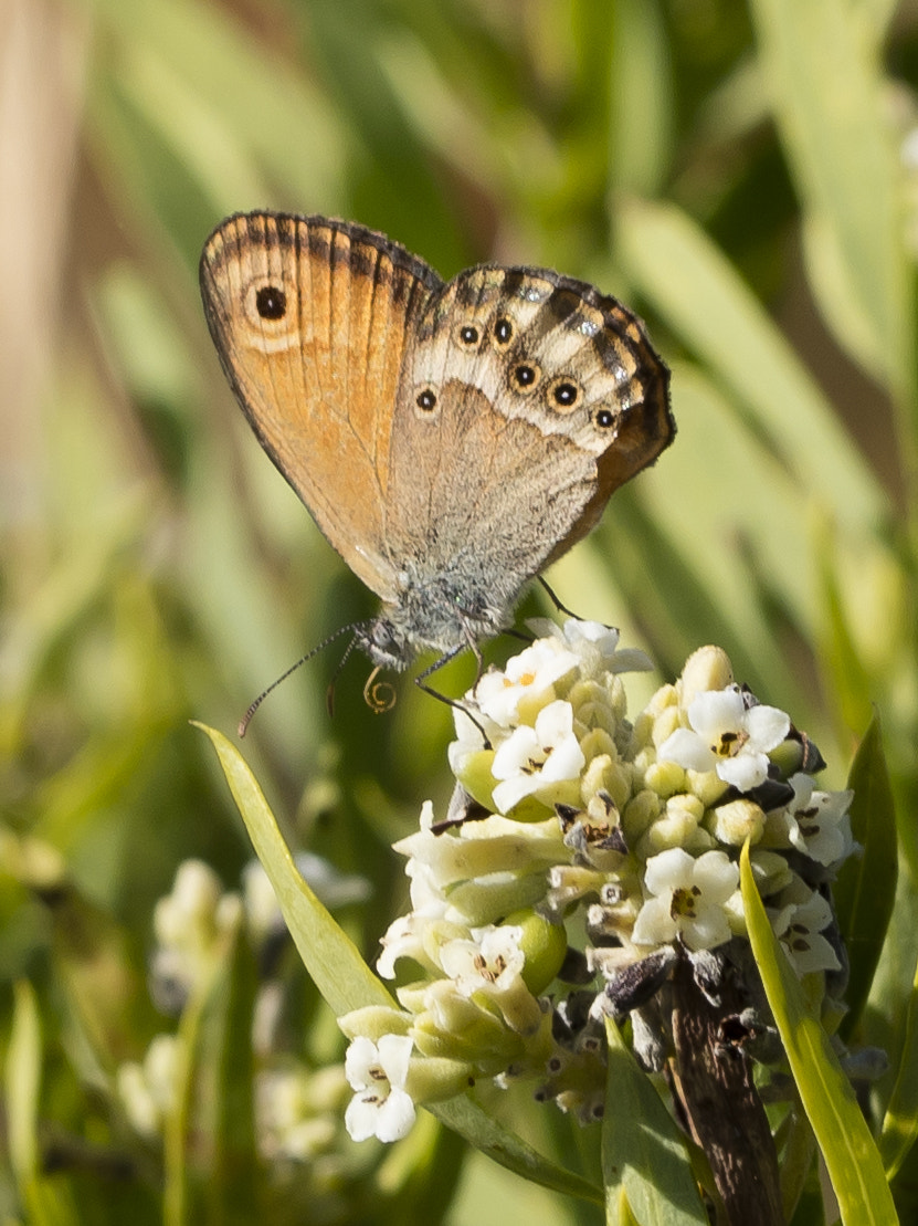 Canon EOS 5DS + Canon EF 100mm F2.8L Macro IS USM sample photo. Dusky heath coenonympha dorus photography