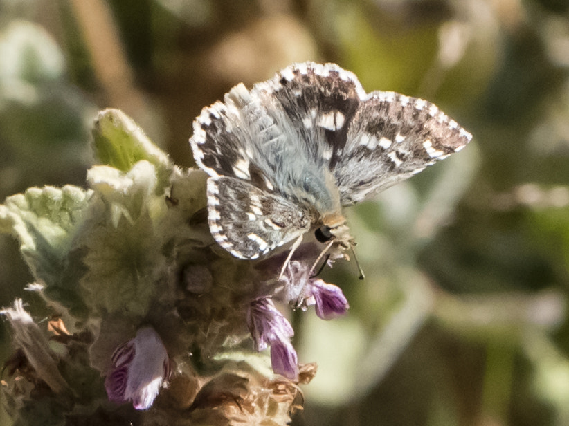 Canon EOS 5DS + Canon EF 100mm F2.8L Macro IS USM sample photo. The olive skipper pyrgus serratulae photography
