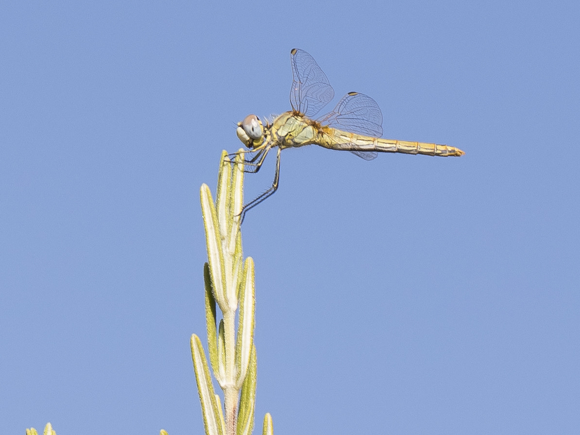 Canon EOS 5DS + Canon EF 100mm F2.8L Macro IS USM sample photo. Red veined darter sympetrum fonscolombii (female) photography