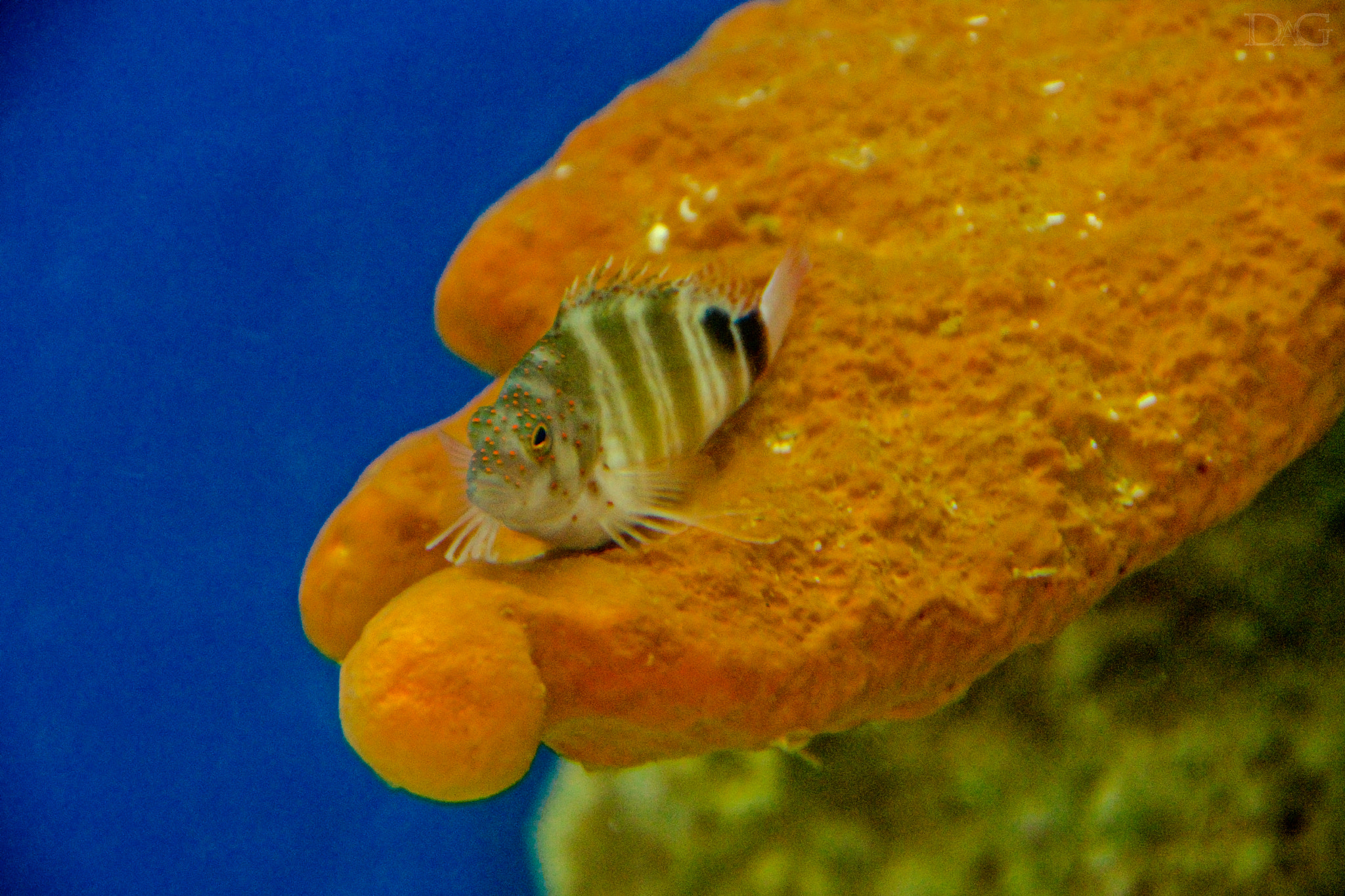 Sony SLT-A77 sample photo. Fisch - 03 photography