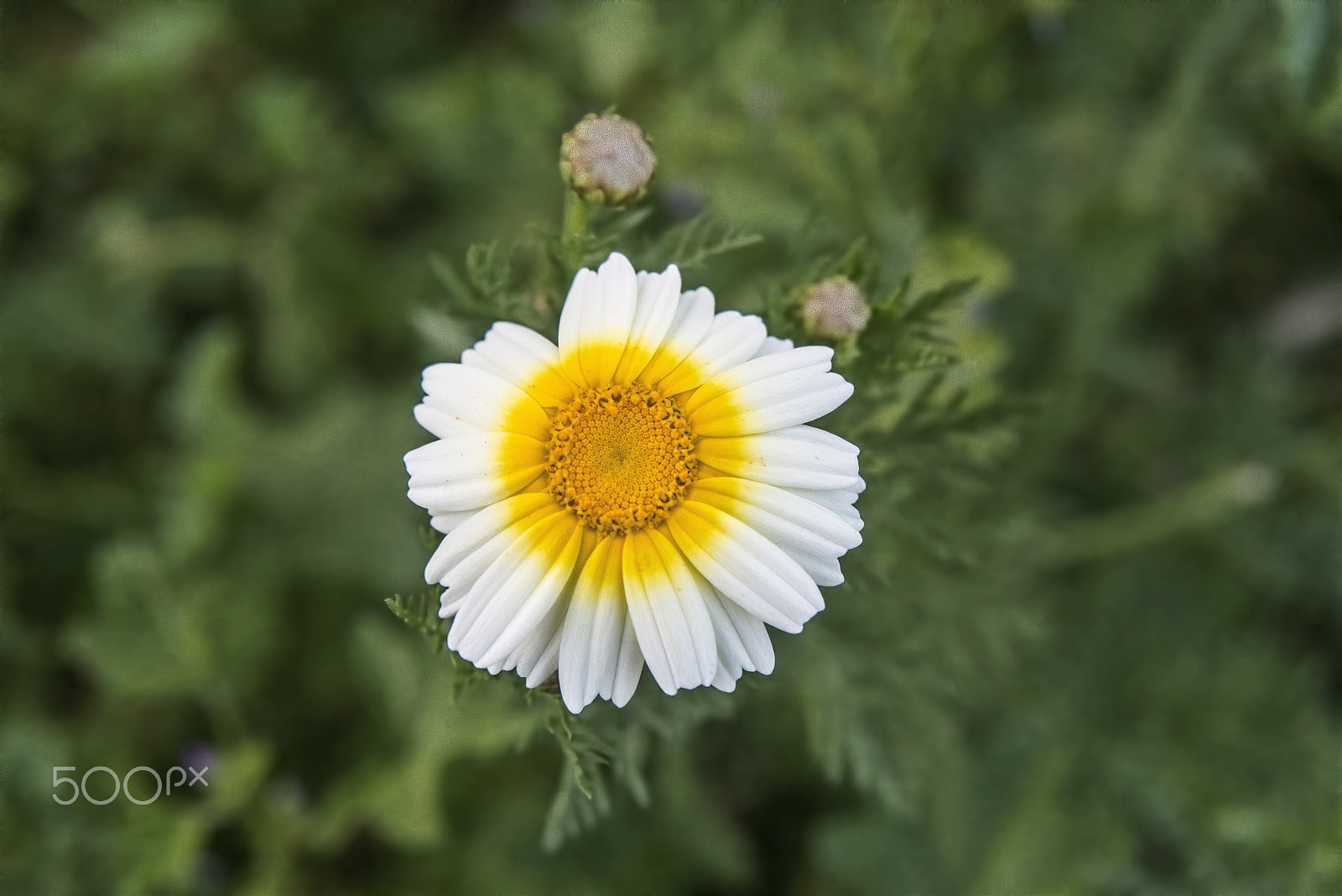 Nikon AF Nikkor 24-85mm F2.8-4D IF sample photo. Sarı beyaz papatya (asteraceae) photography