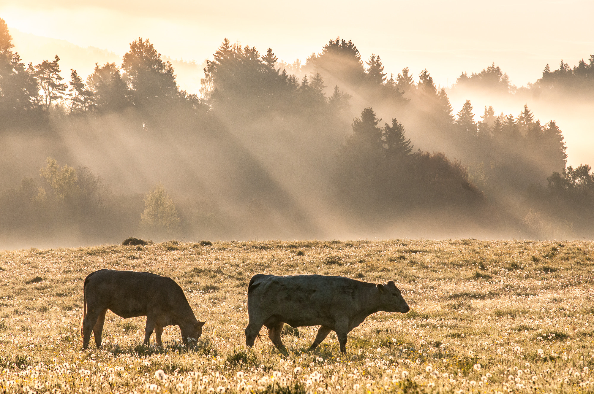 Nikon D300 + Sigma 50-150mm F2.8 EX APO DC HSM sample photo. Morning pasture photography