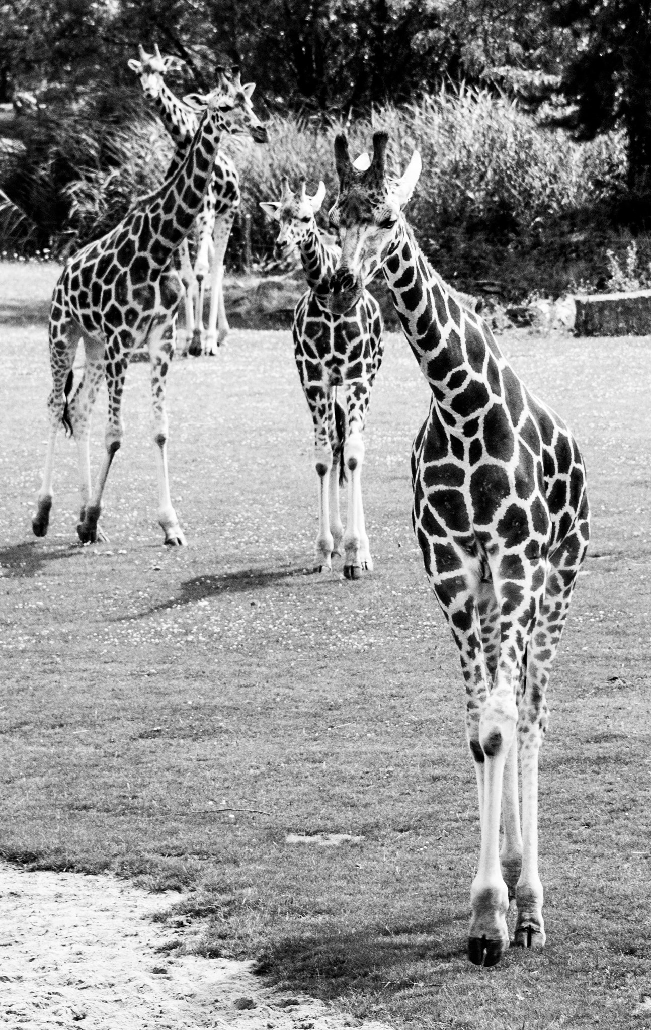 Canon EF 90-300mm F4.5-5.6 sample photo. Giraffen family photography