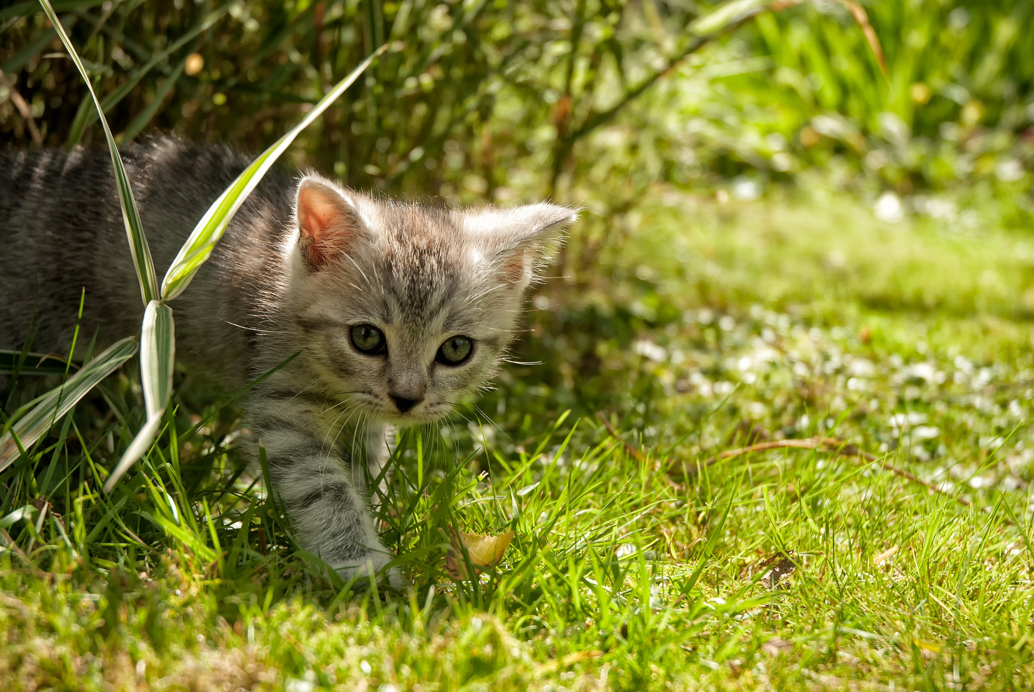 Nikon D3000 sample photo. In the jungle photography