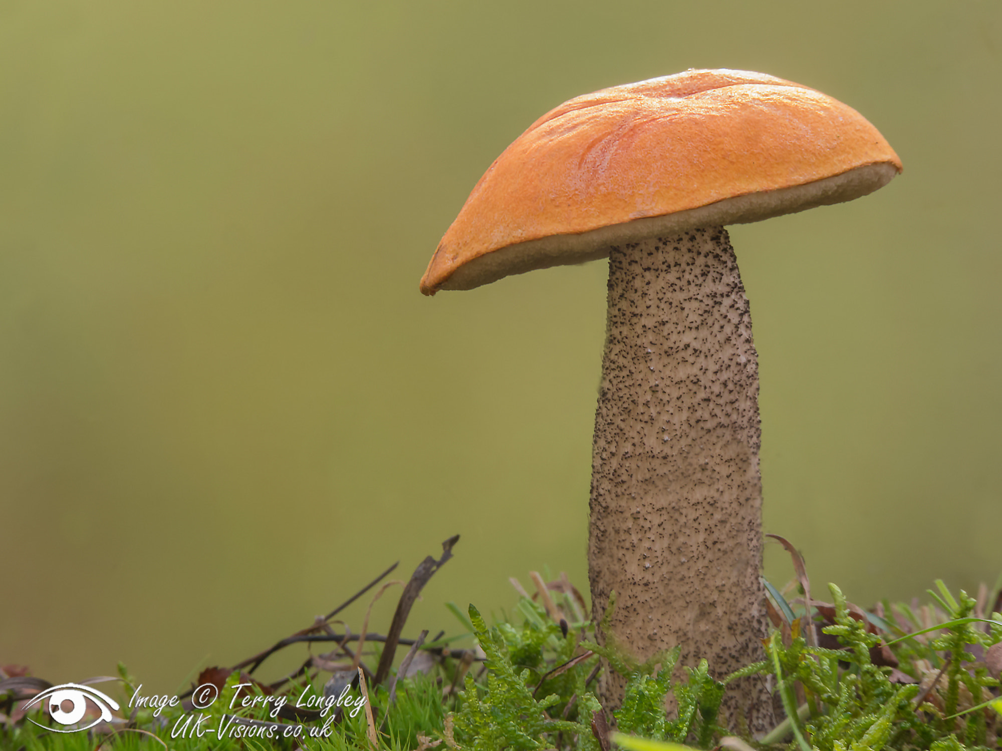 Panasonic Lumix G X Vario 35-100mm F2.8 OIS sample photo. Orange photography
