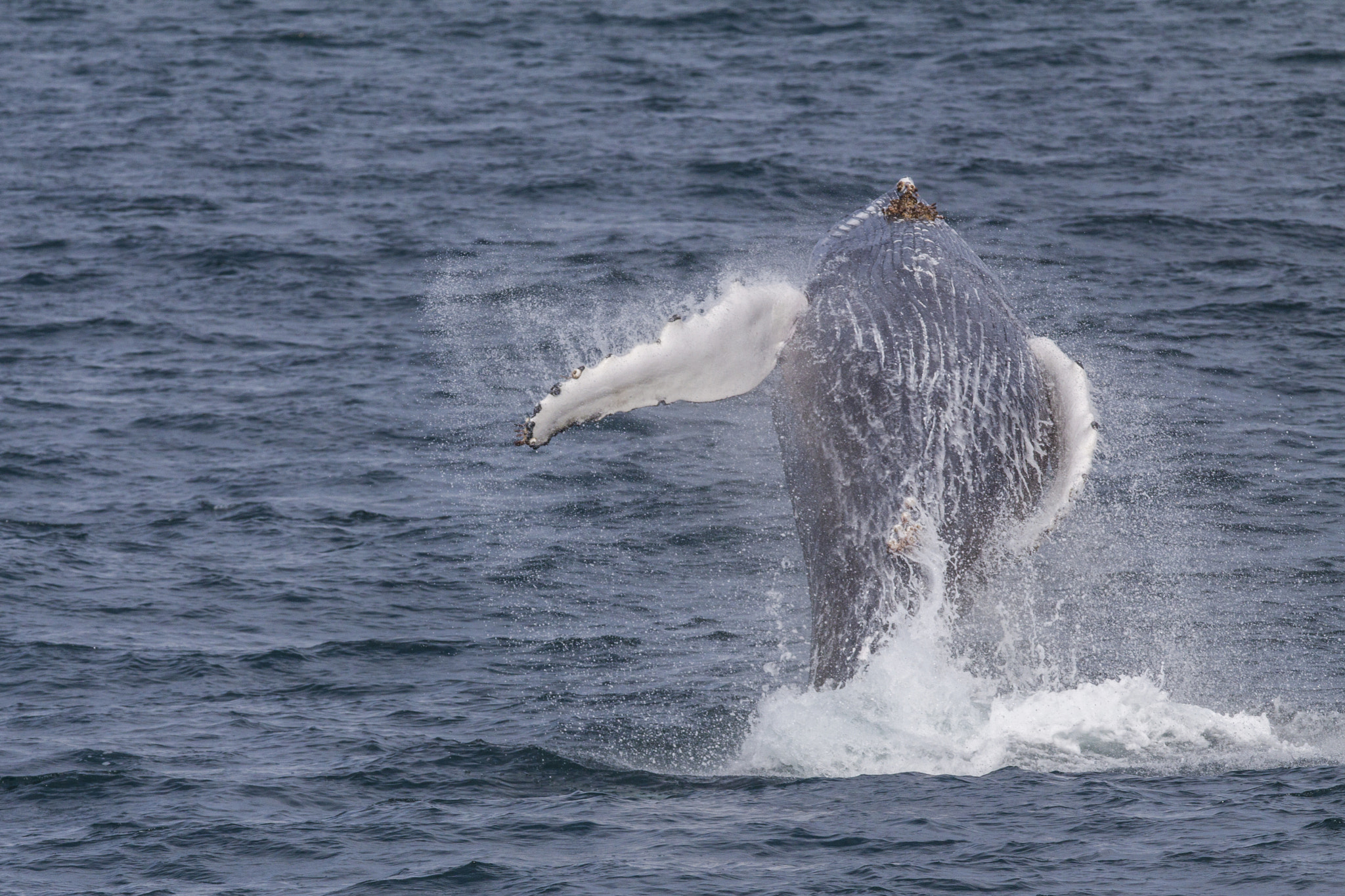 Canon EOS 50D + Canon EF 300mm F2.8L IS USM sample photo. Humpback takes a jump! photography