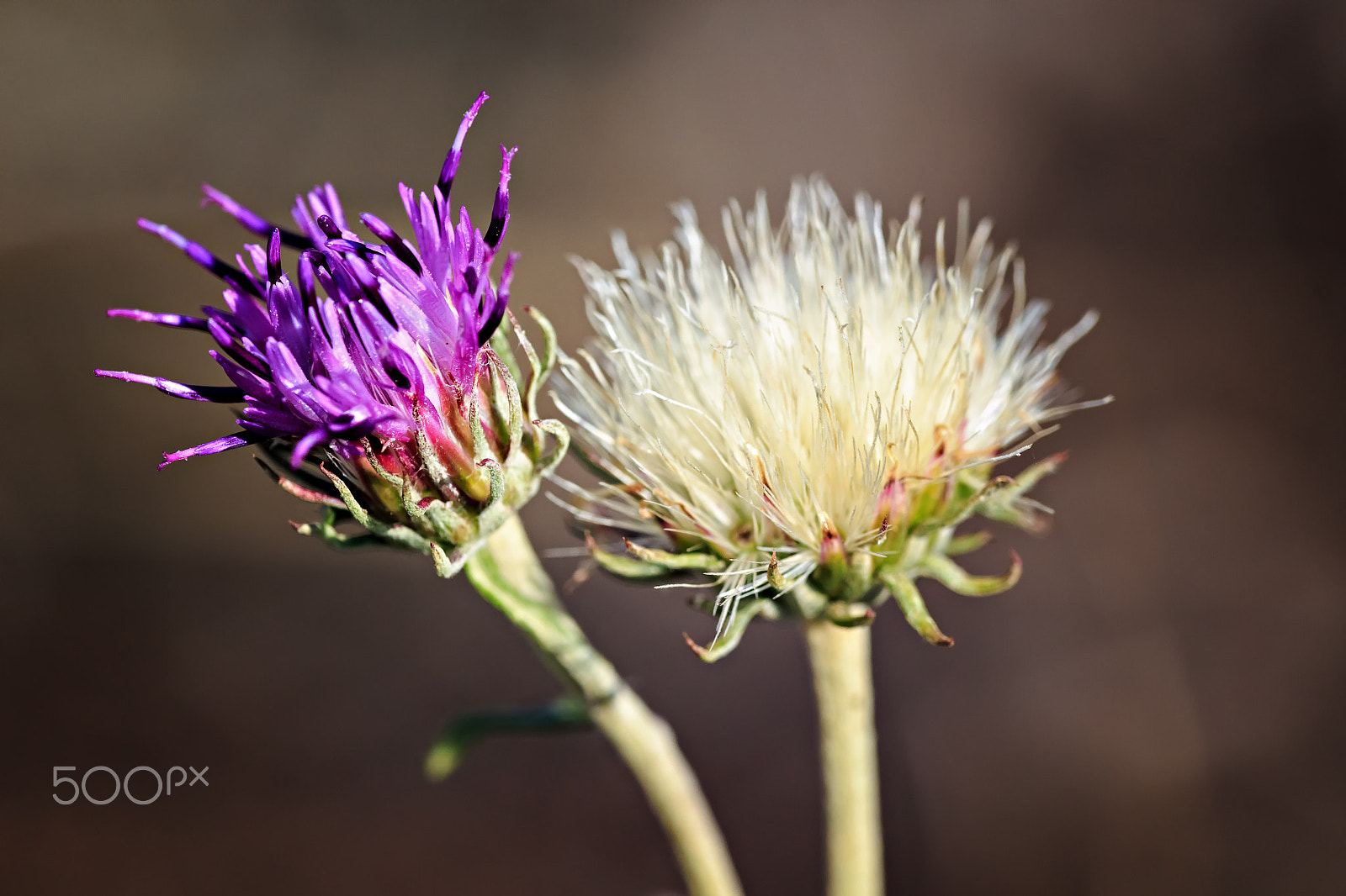 Canon EF 180mm F3.5L Macro USM sample photo. Jurinea cyanoides ii photography