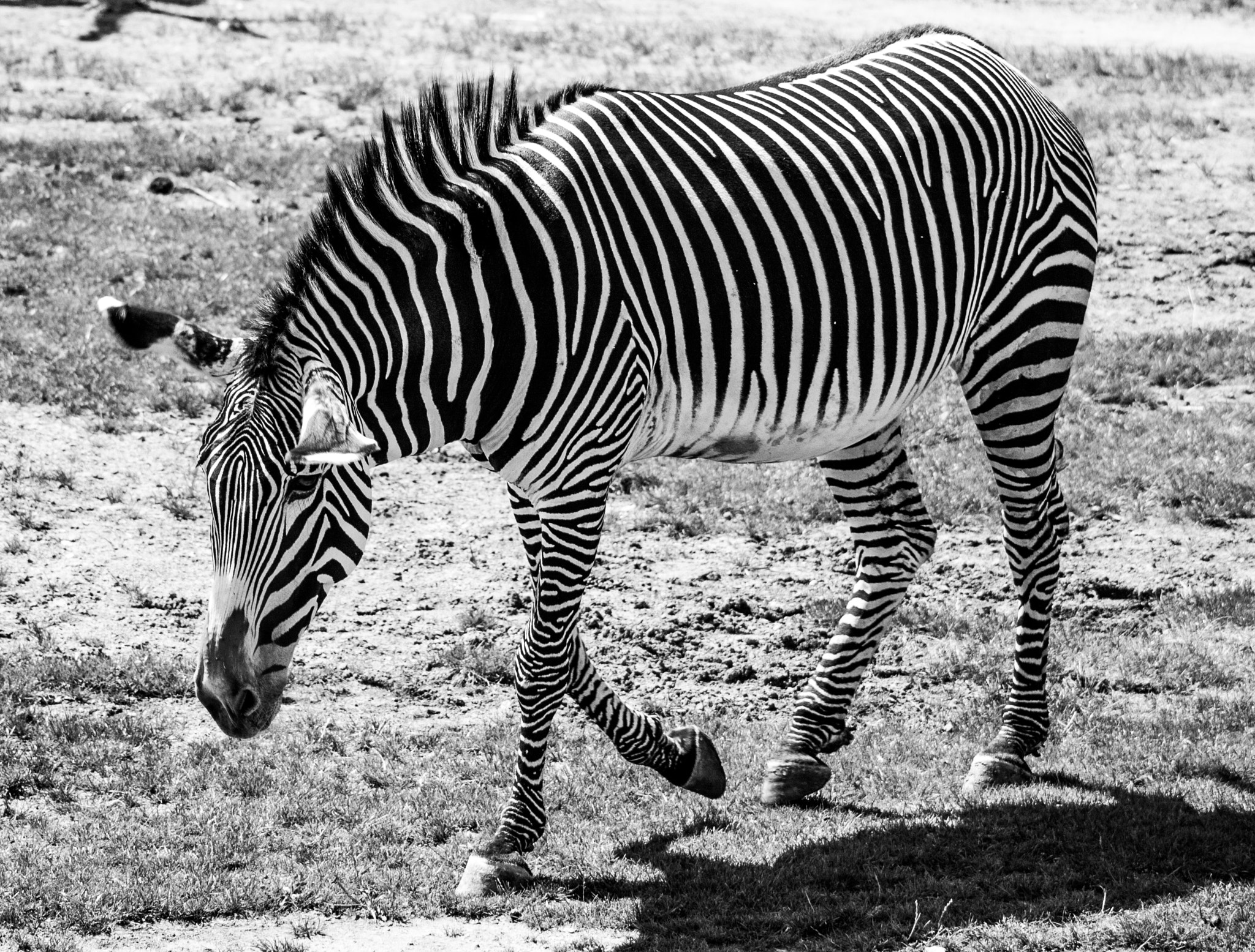 Canon EOS 450D (EOS Rebel XSi / EOS Kiss X2) + Canon EF 90-300mm F4.5-5.6 sample photo. Black and white zebra photography