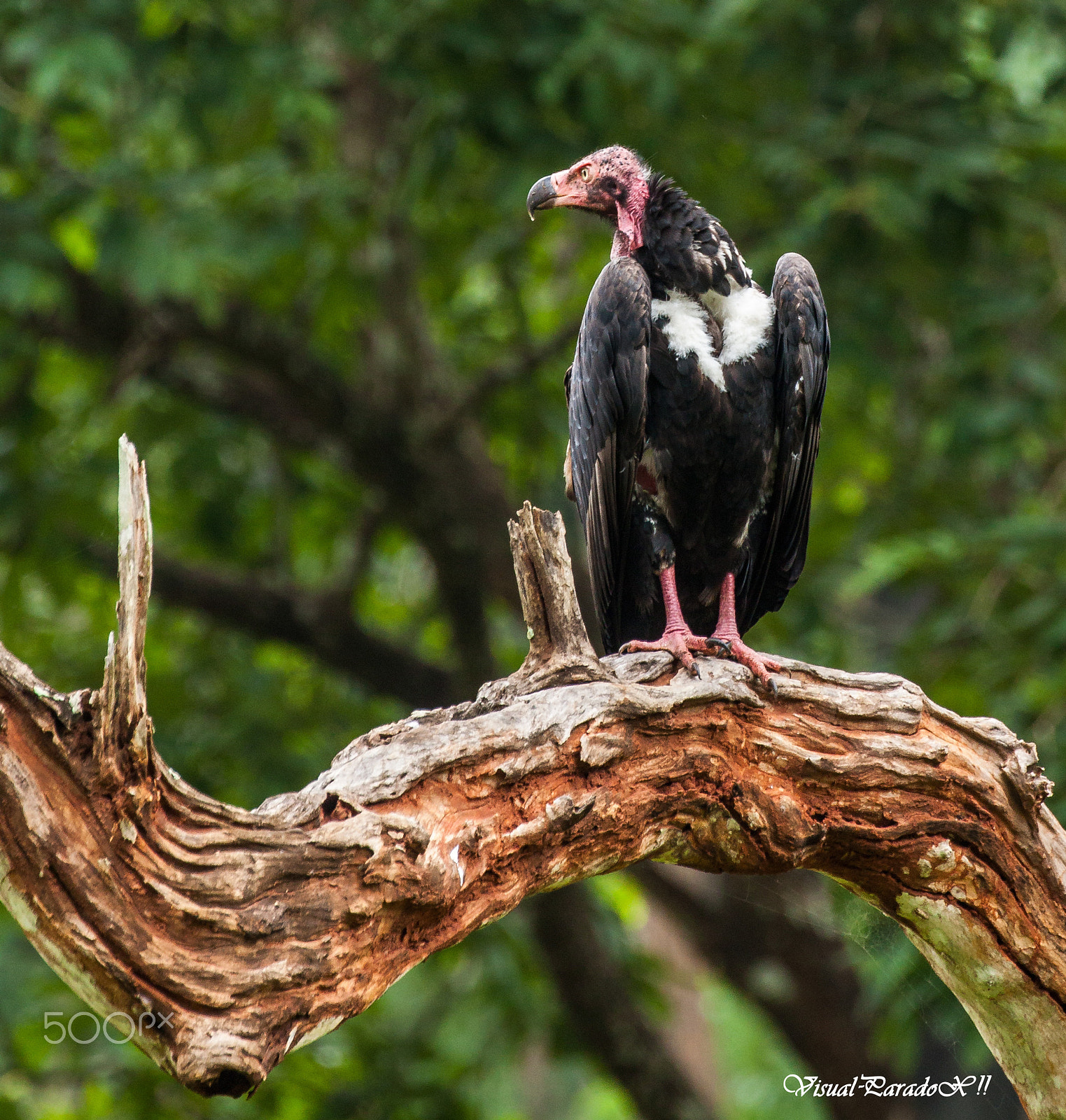 Canon EOS 500D (EOS Rebel T1i / EOS Kiss X3) + Canon EF 100-400mm F4.5-5.6L IS II USM sample photo. Red headed vulture photography