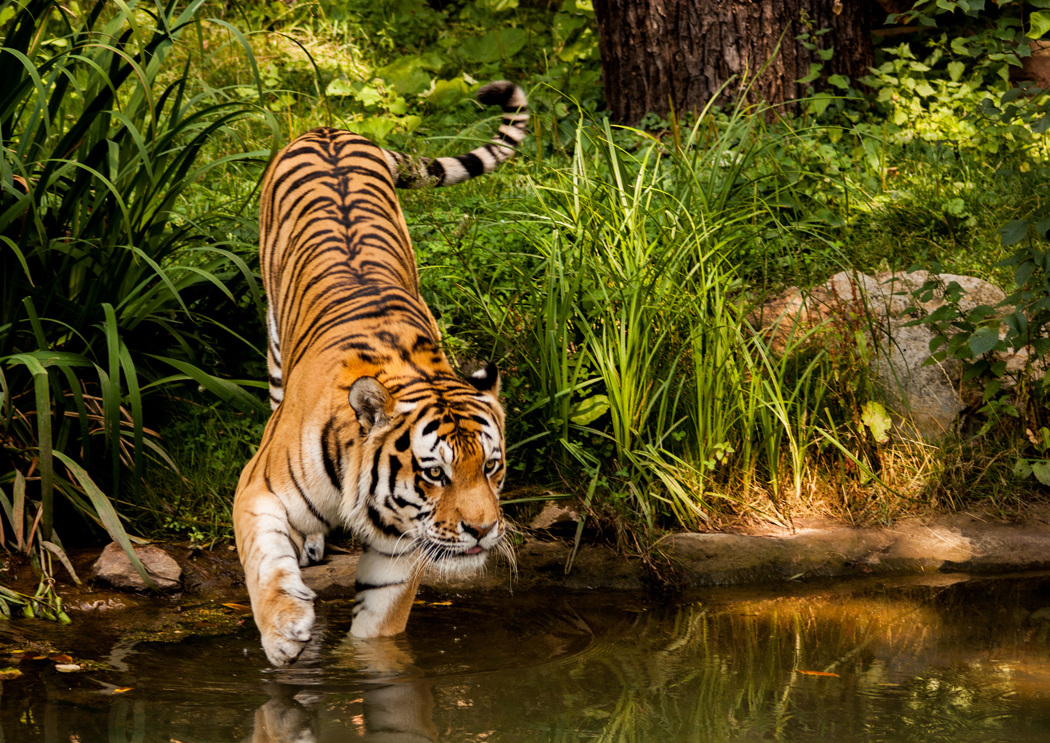 Canon EF 90-300mm F4.5-5.6 sample photo. Tiger 001 photography